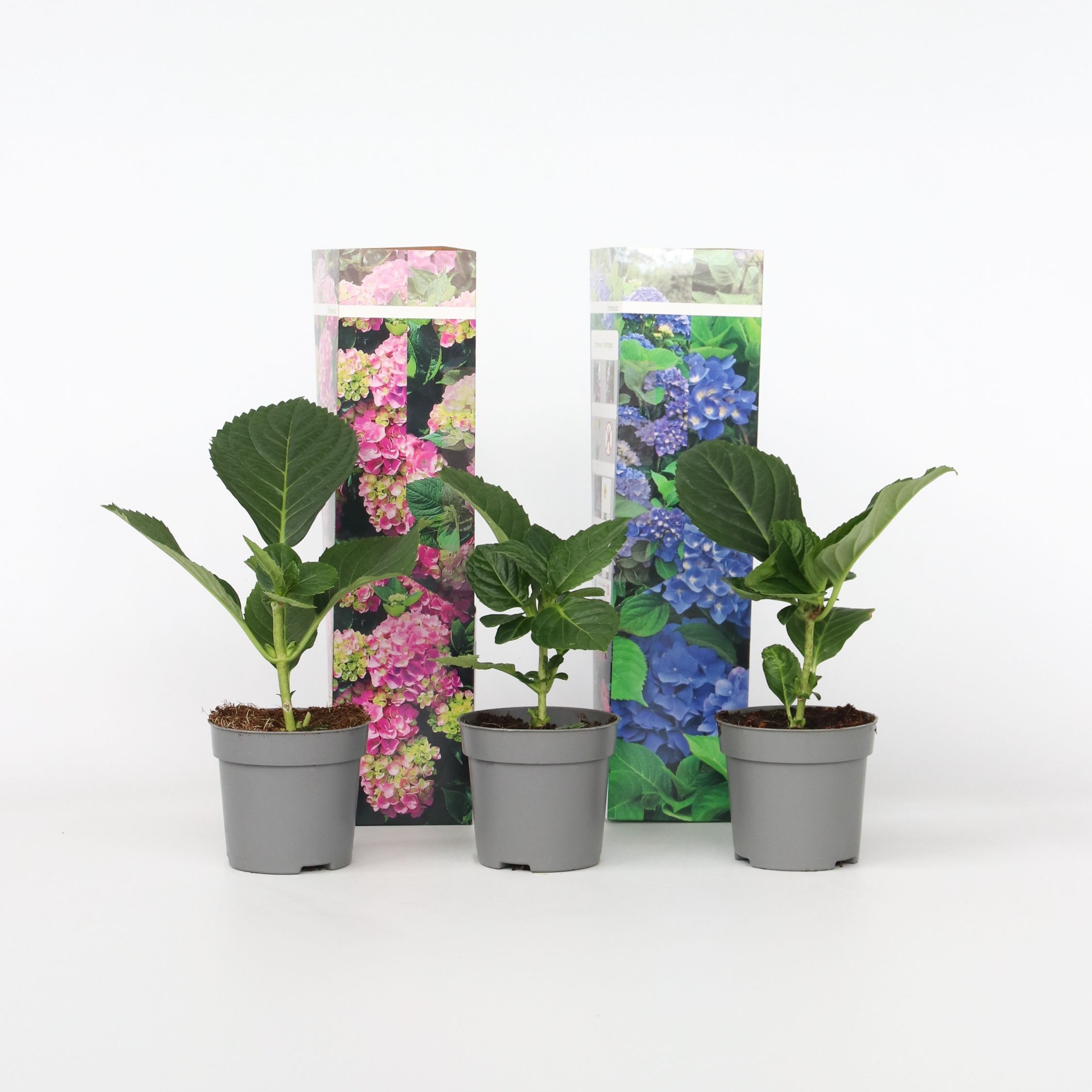 Plant in a Box - Hortensie - 3 Stk - Hydrangea macrophylla - H&ouml;he 25-40cm - Topf 9cm - Bild 1