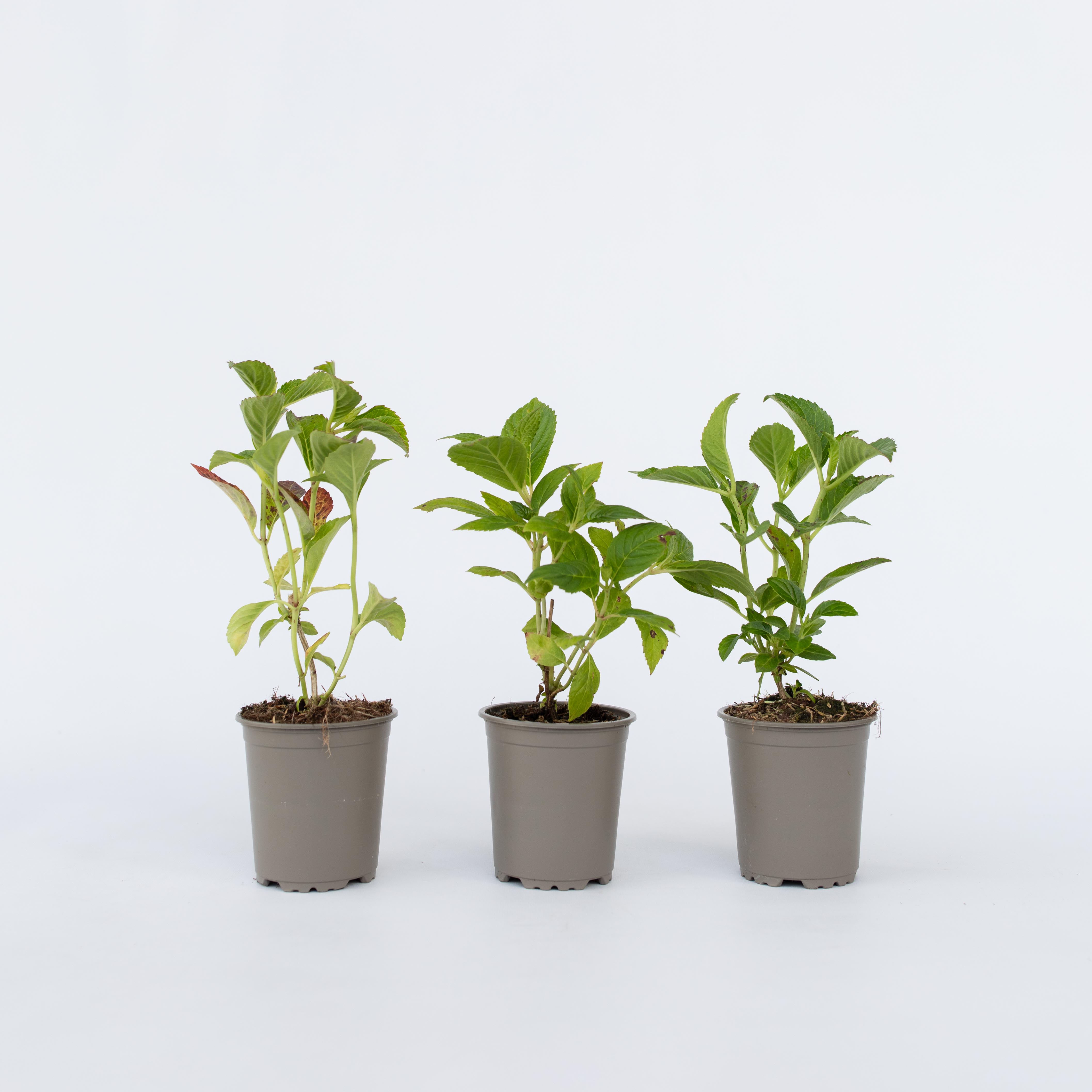 Plant in a Box - Hortensie - 6 Stk - Hydrangea macrophylla - H&ouml;he 25-40cm - Topf 9cm - Bild 1