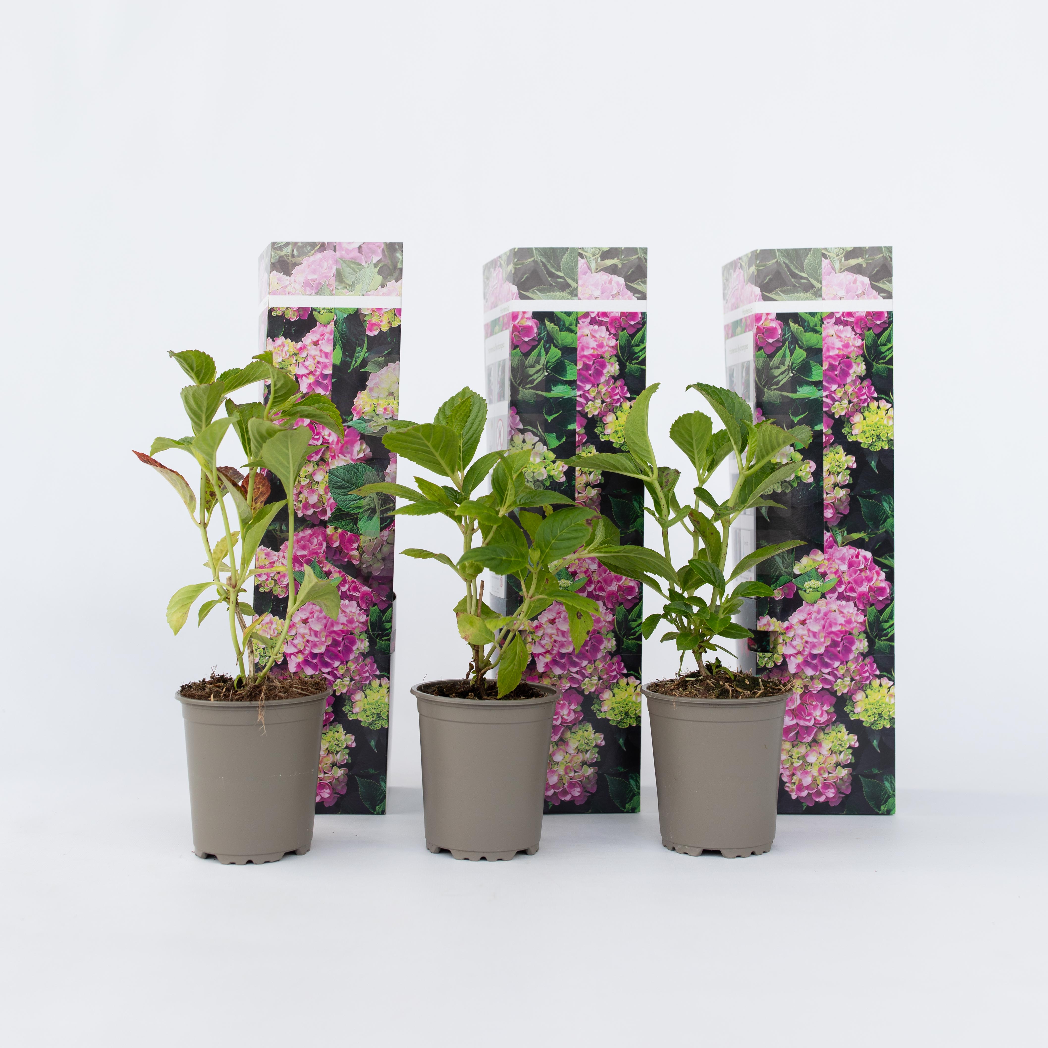 Plant in a Box - Hortensie - 3 Stk - Hydrangea macrophylla 'Early Pink' - H&ouml;he 25-40cm - Topf 9cm - Bild 1