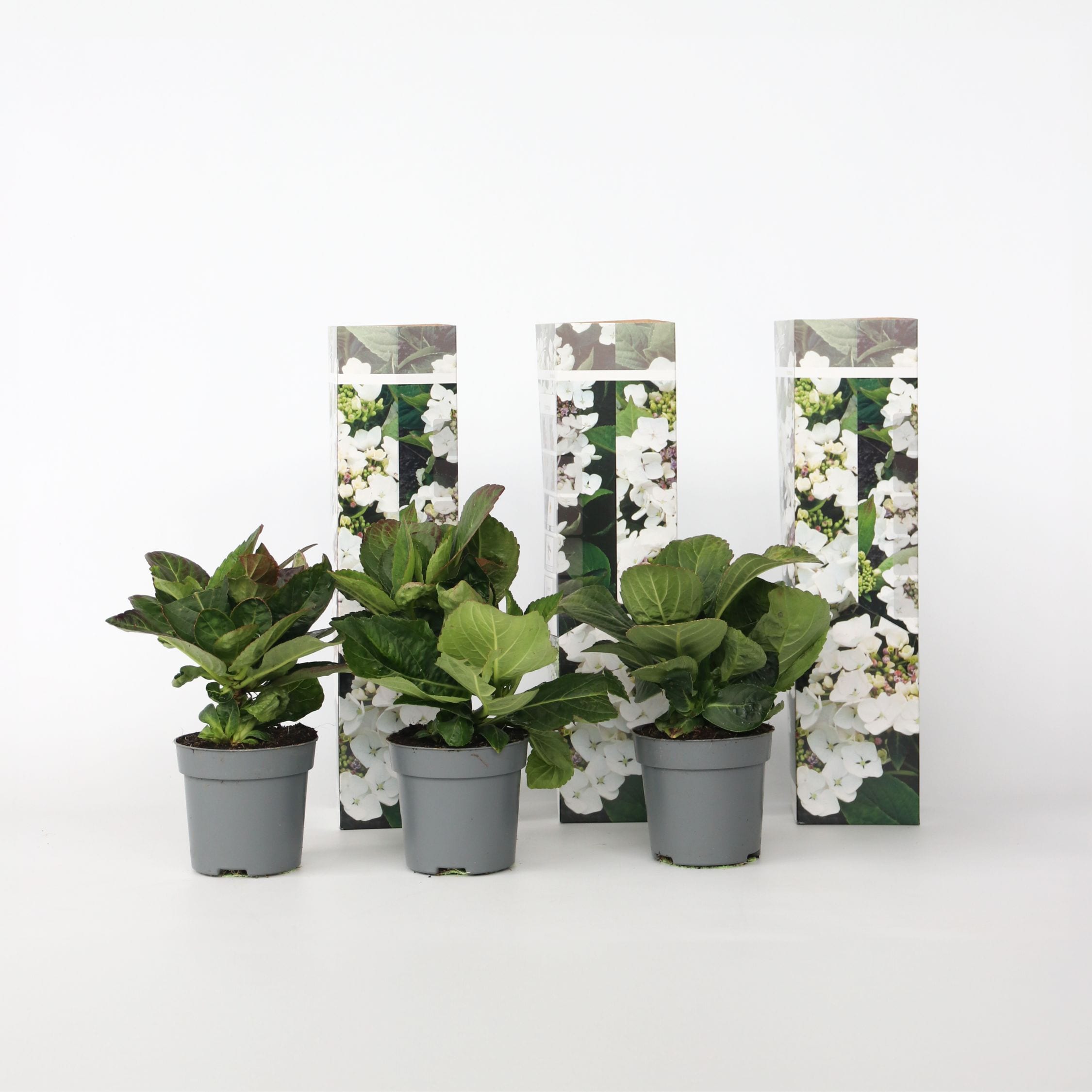 Plant in a Box - Hortensie - 3 Stk - Hydrangea macrophylla teller 'Benxi' - H&ouml;he 25-40cm - Topf 9cm - Bild 1