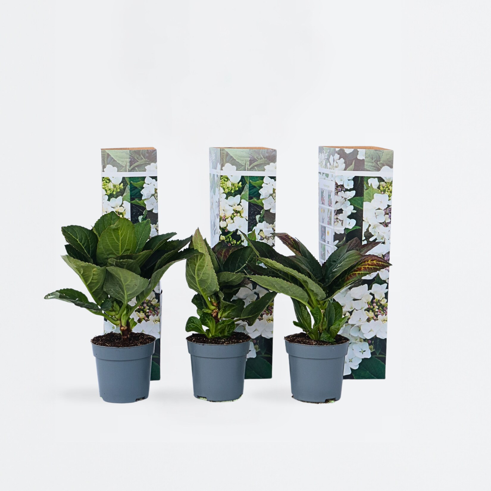 Plant in a Box – Hortensie – 6 Stk – Hydrangea macrophylla teller ‚Benxi‘ – Höhe 25-40cm – Topf 9cm | 07428476819743