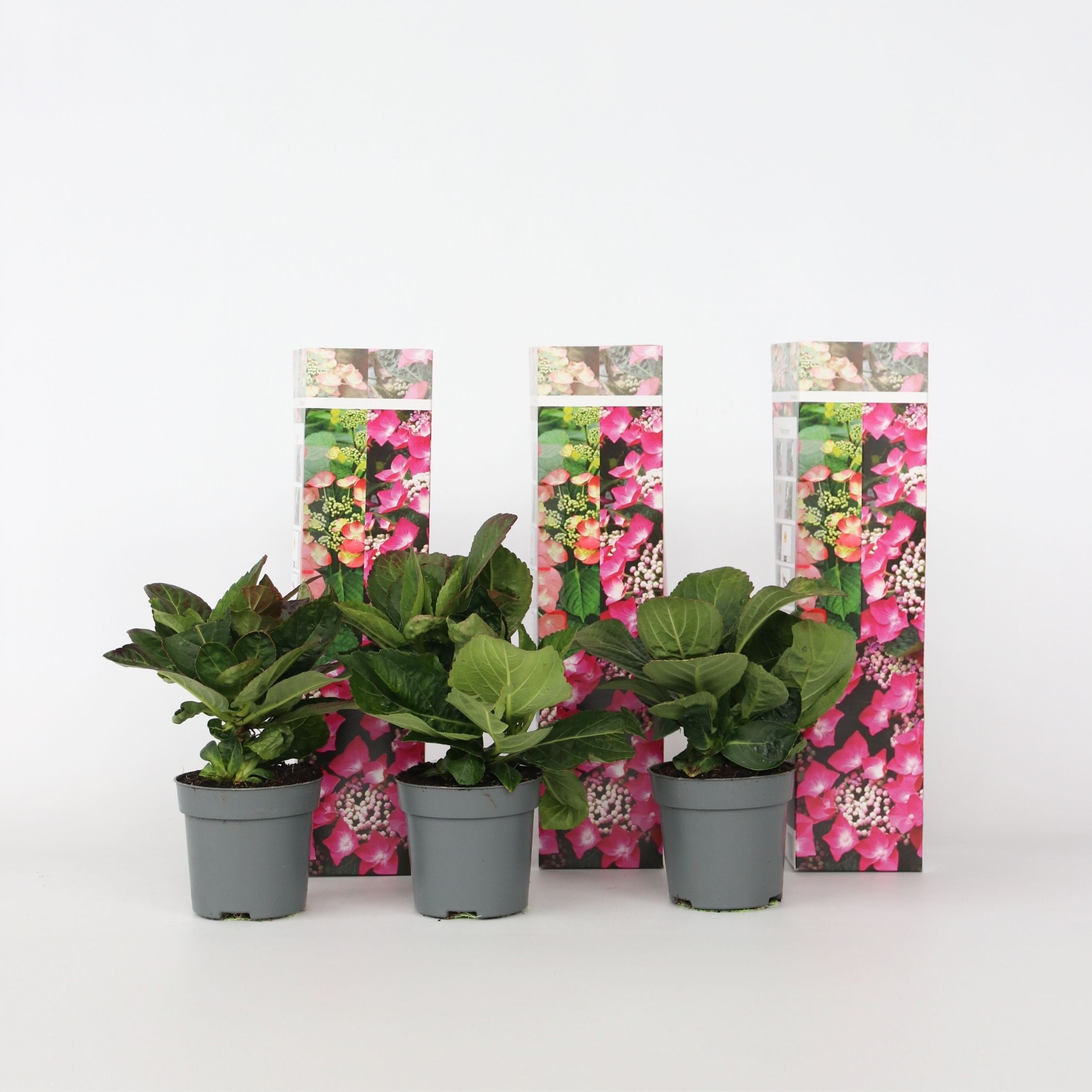 Plant in a Box - Hortensie - 3 Stk - Hydrangea macrophylla teller Red Bull - H&ouml;he 25-40cm - Topf 9cm - Bild 1