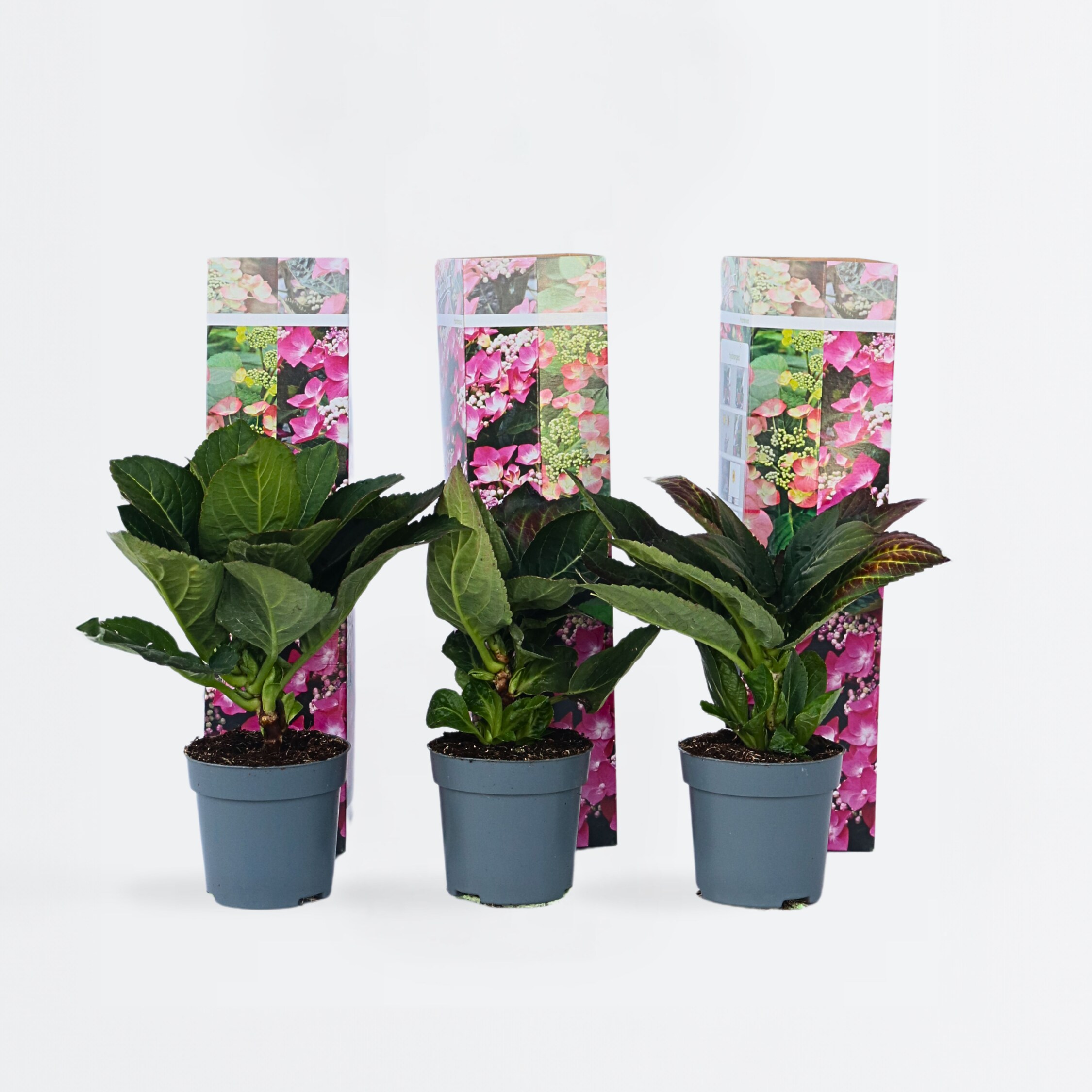 Plant in a Box - Hortensie - 6 Stk - Hydrangea macrophylla 'Red Bull' - H&ouml;he 25-40cm - Topf 9cm - Bild 1