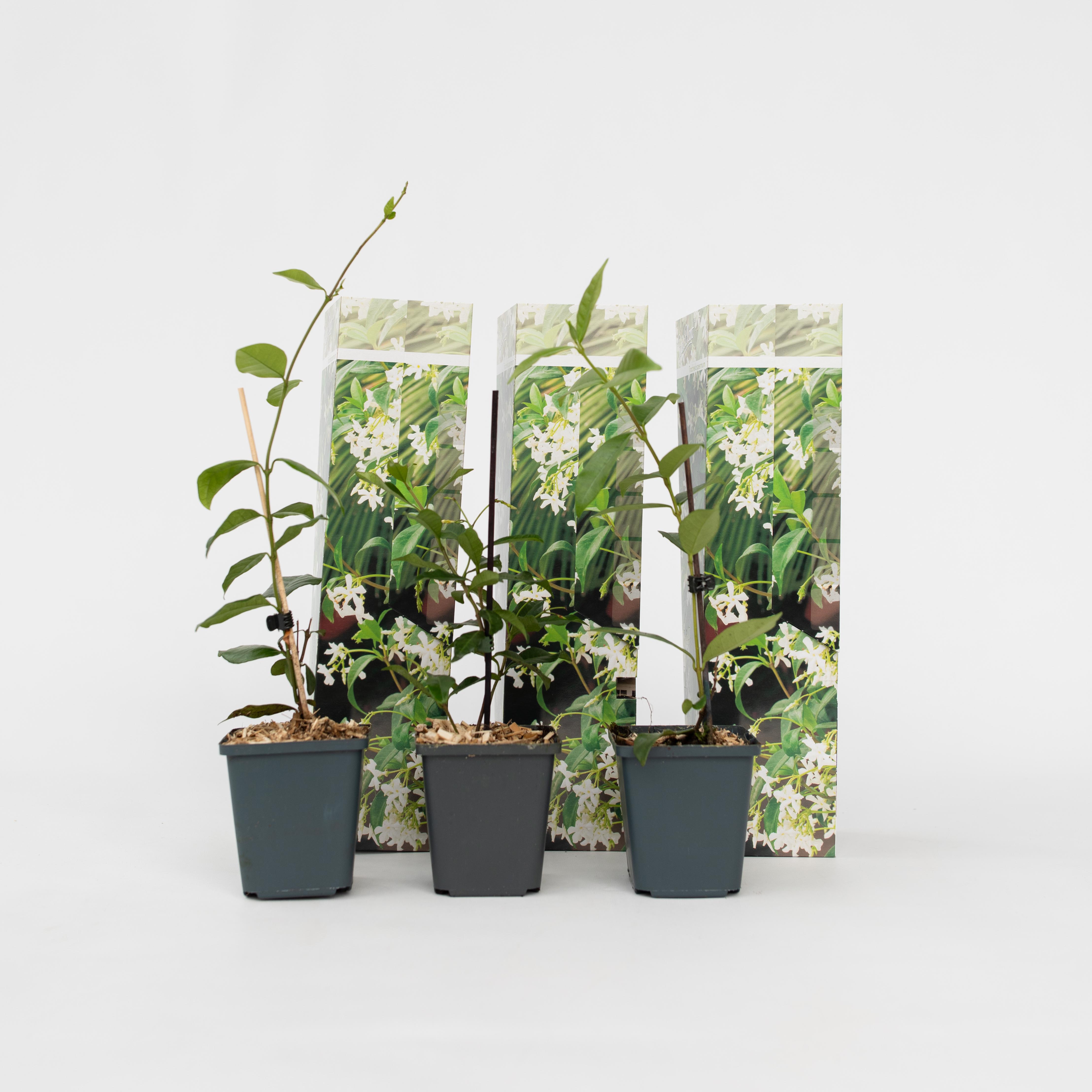 Plant in a Box - Sternjasmin - 3 Stk - Trachelospermum jasminoides - H&ouml;he 25-40cm - Topf 9cm - Bild 1