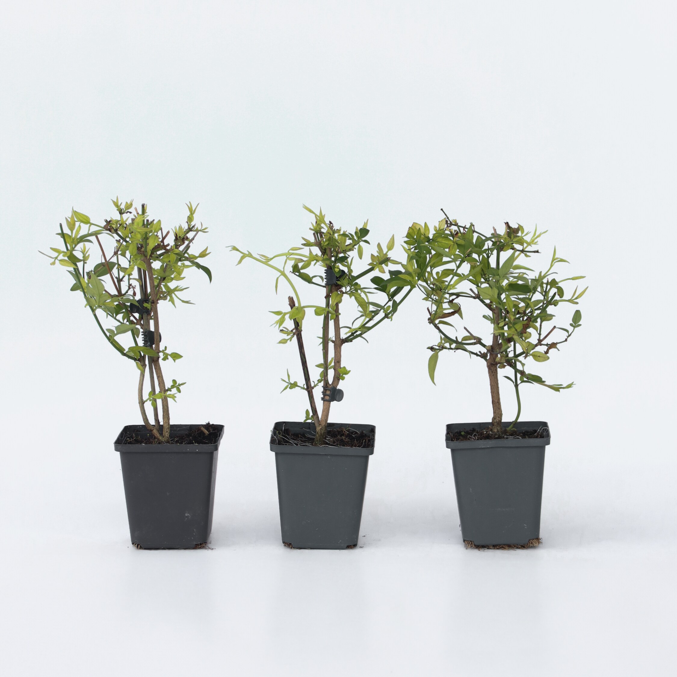 Plant in a Box - Jasmin - 6 Stk - Jasminum 'Summer Scent' - H&ouml;he 25-40cm - Topf 9cm - Bild 1