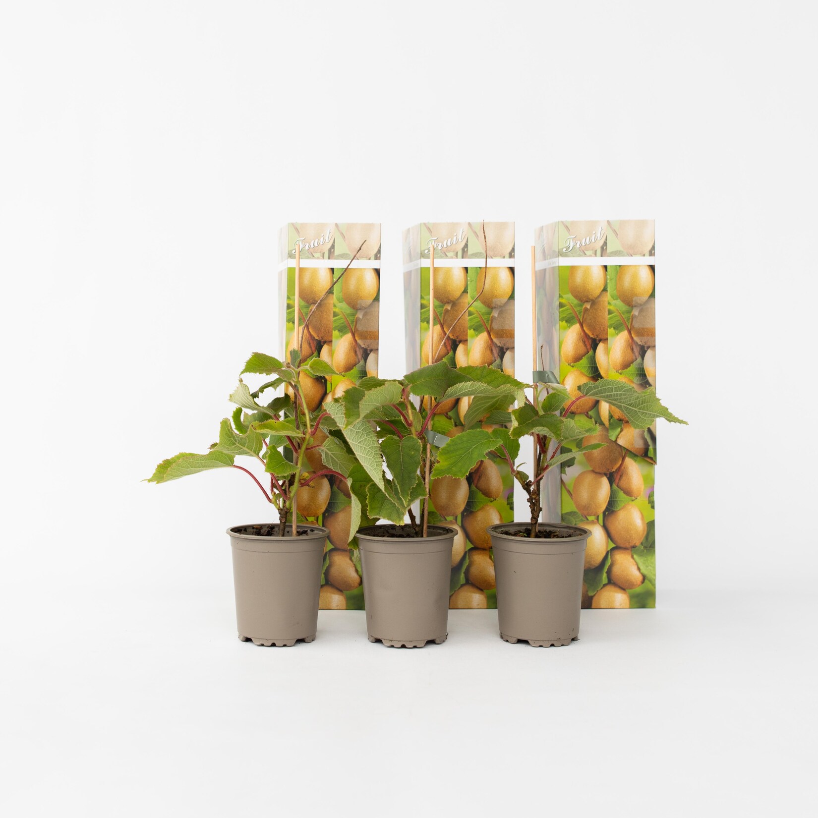 Plant in a Box – Kiwipflanze – 3 Stk – Actinidia deliciosa ‚Jenny‘ – Höhe 20-40cm – Topf 9cm | 07442924147189