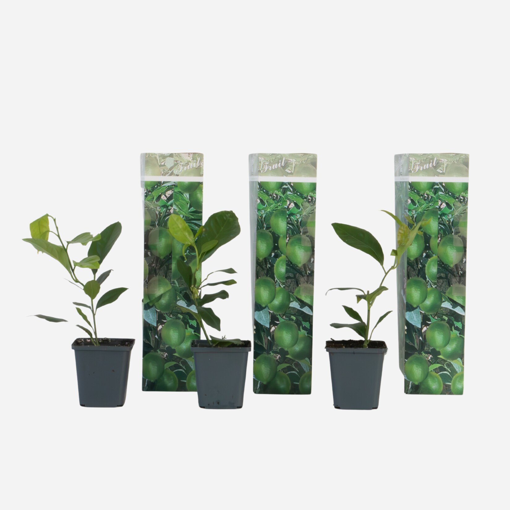 Plant in a Box – Zitronenbaum – 3er-Set – Citrus limon – Höhe 25-40cm – Topf 9cm | 08721278901159