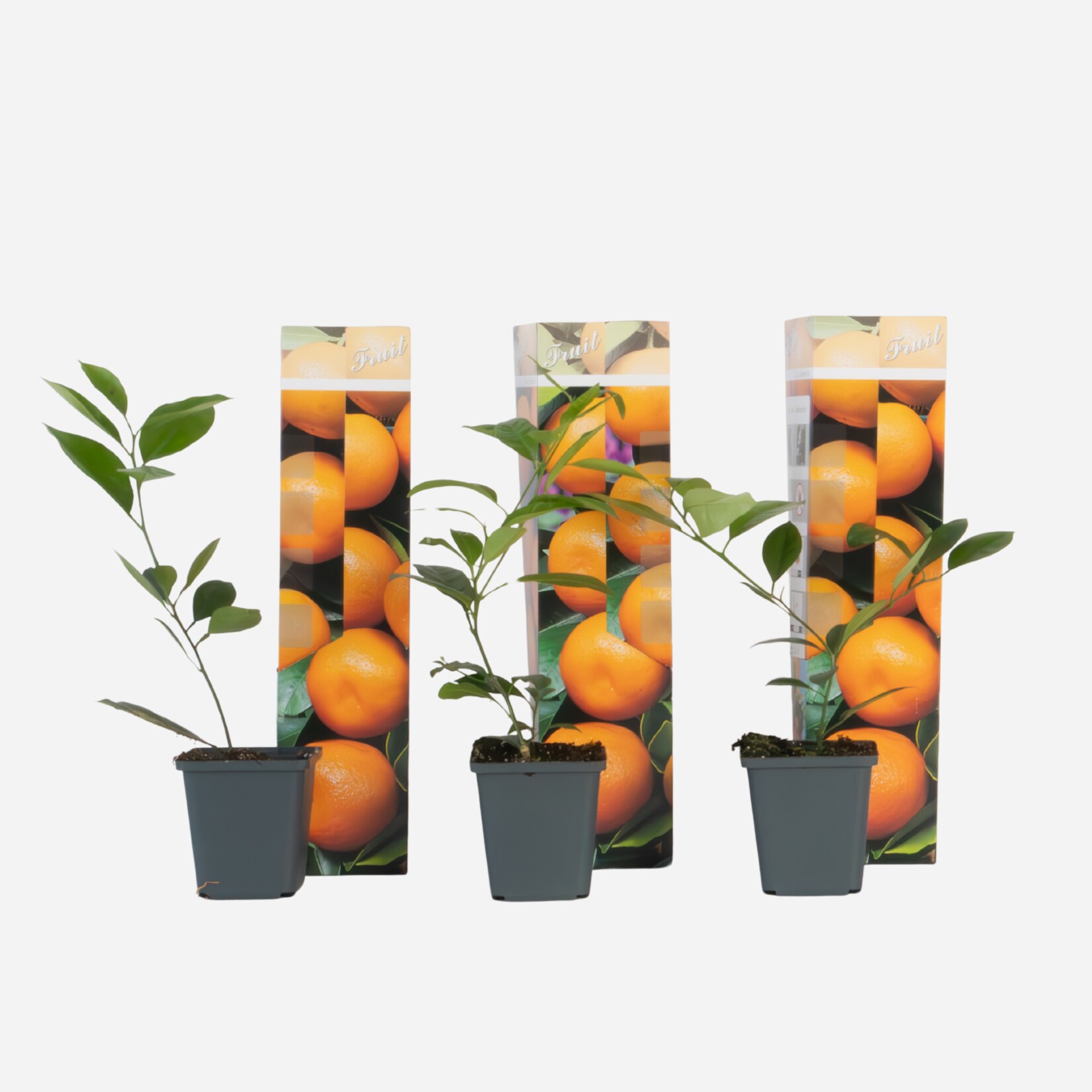 Plant in a Box – Orangenbaum – 3er-Set – Citrus mitis Calamondin – Höhe 25-40cm – Topf 9cm | 08721278901142