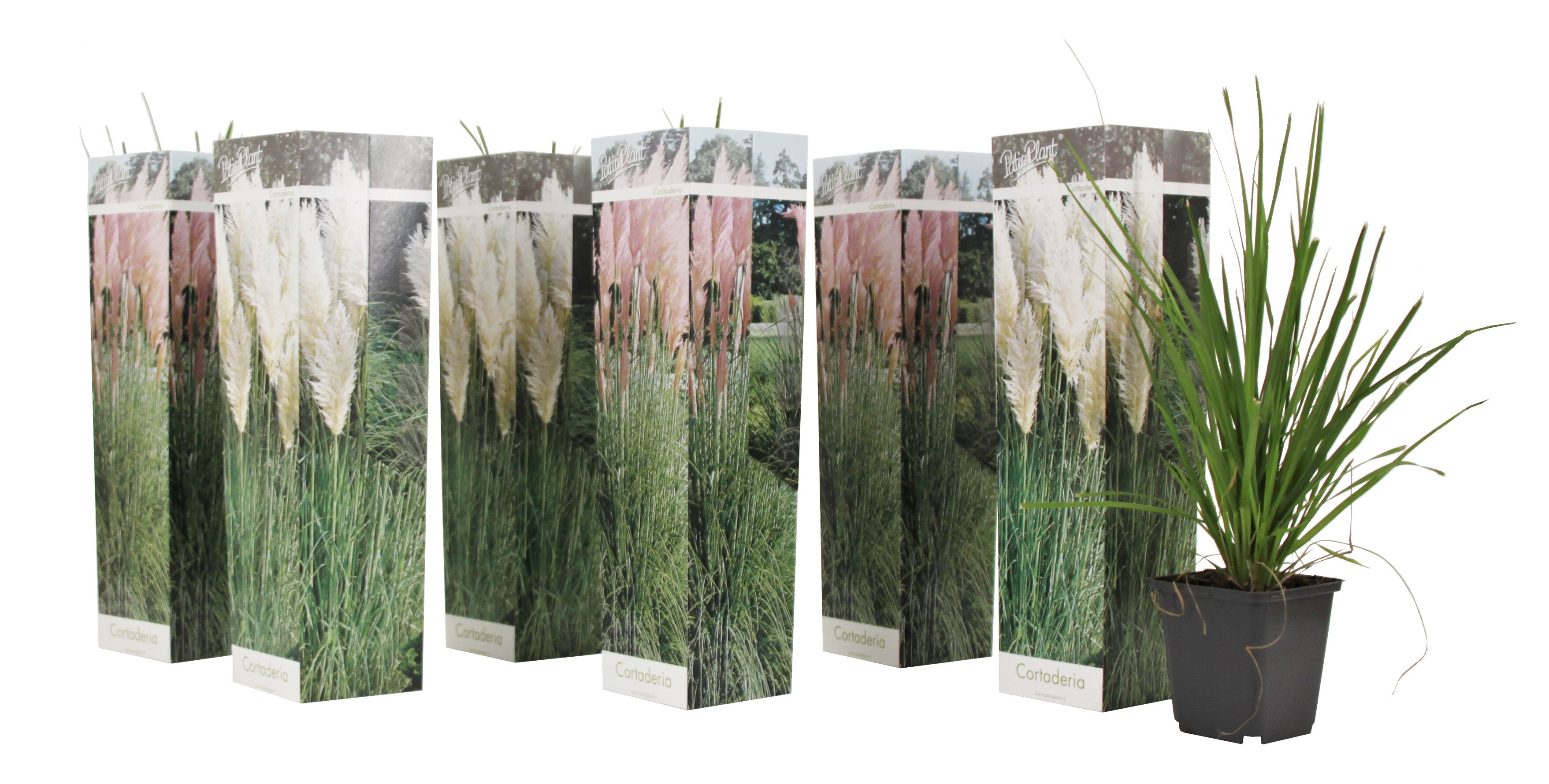 Plant in a Box - Pampasgr&auml;ser - 6 Stk - Cortaderia selloana - H&ouml;he 25-40cm - Topf 9cm - Bild 1