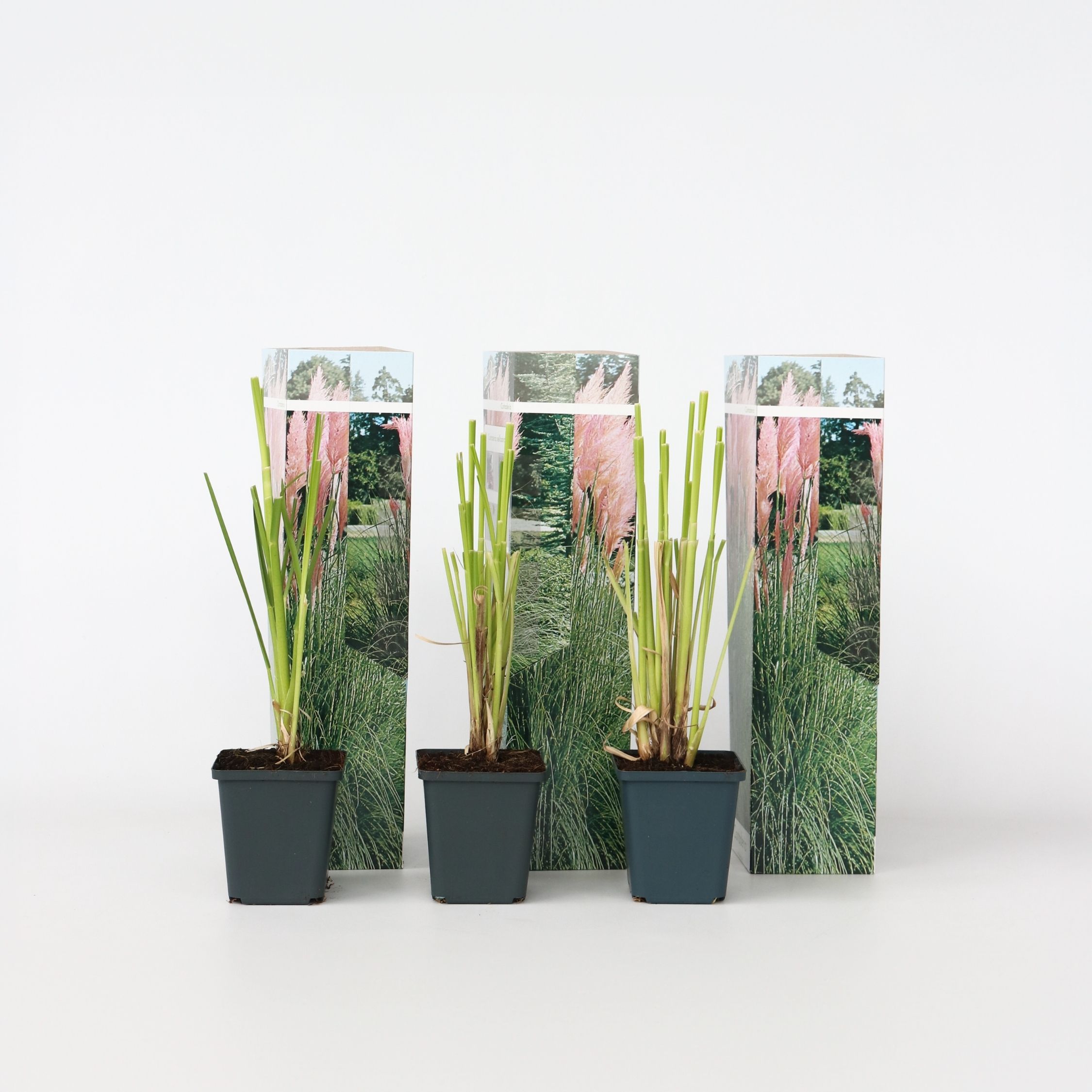 Plant in a Box - Pampasgr&auml;ser - 3 Stk - Cortaderia selloana - H&ouml;he 25-40cm - Topf 9cm - Bild 1