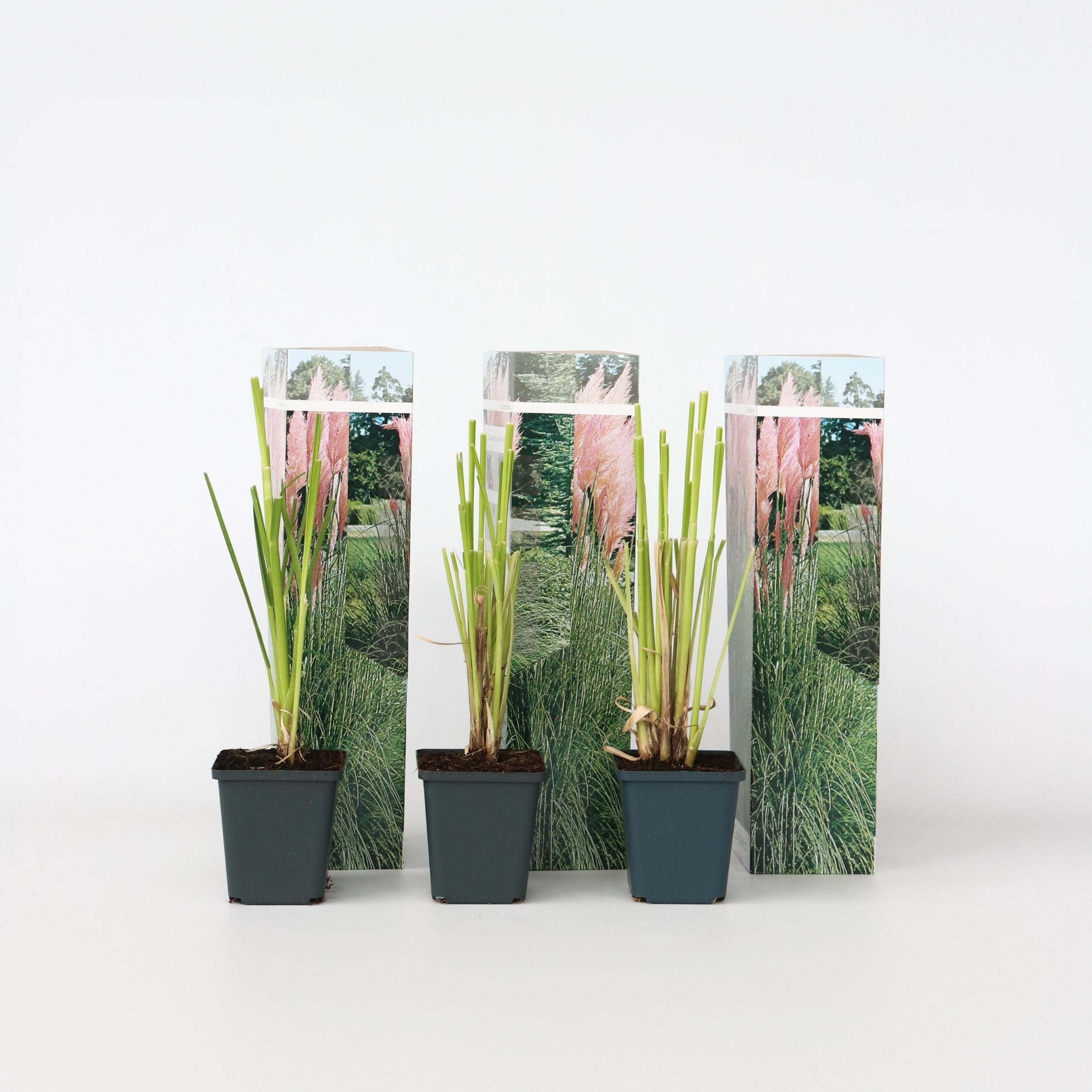 Plant in a Box - Pampasgr&auml;ser - 6 Stk - Cortaderia selloana - H&ouml;he 25-40cm - Topf 9cm - Bild 1