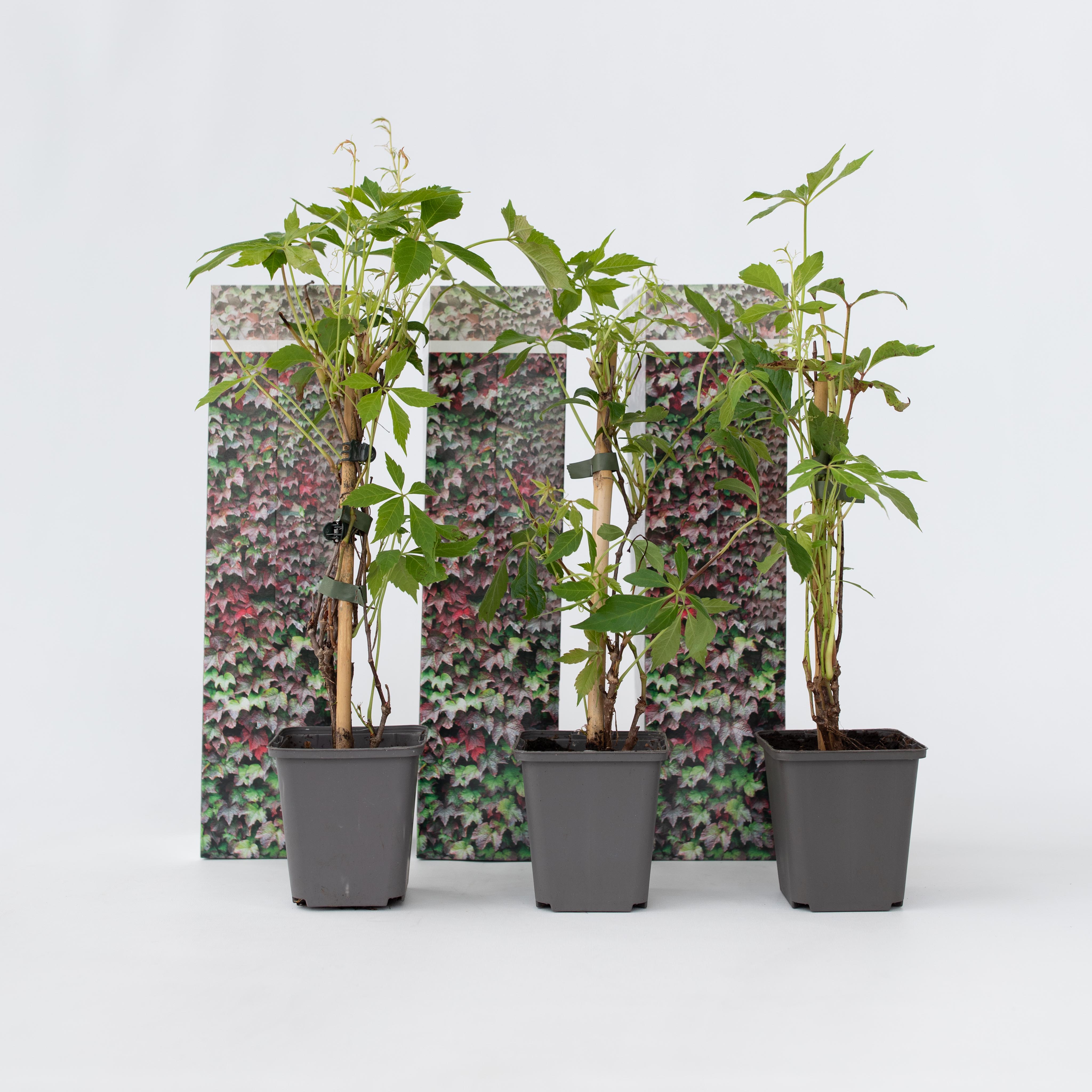 Plant in a Box - Wilder Wein - 3 Stk - Parthenocissus quinquefolia - H&ouml;he 25-40cm - Topf 9cm - Bild 1