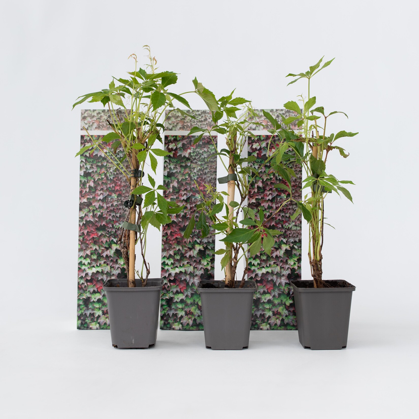 Plant in a Box – Wilder Wein – 6 Stk – Parthenocissus quinquefolia – Höhe 25-40cm – Topf 9cm | 07428471674255