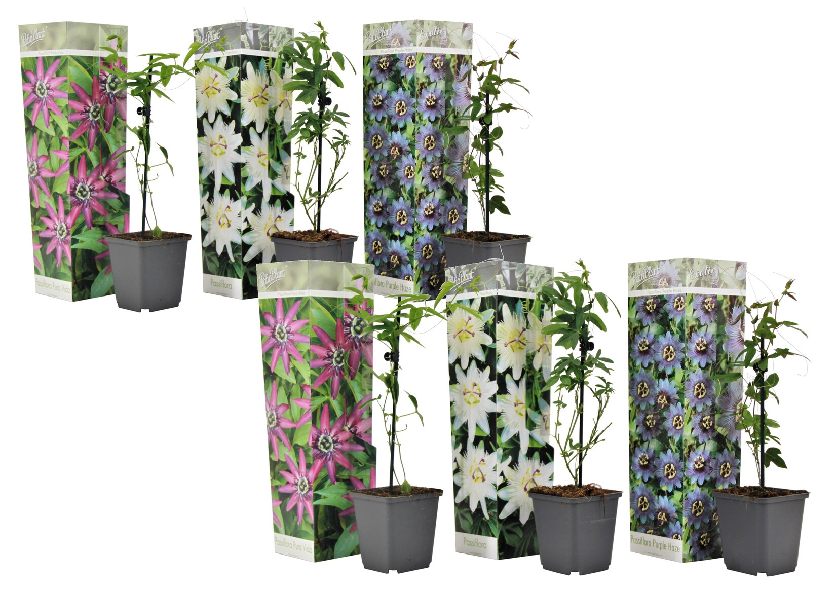 Plant in a Box – Passionsblume – 6 Stk – Passiflora hybridum – Höhe 25-40cm – Topf 9cm | 07428471339703
