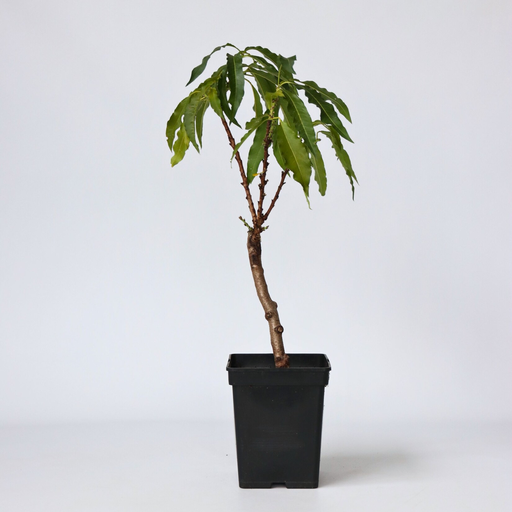 Plant in a Box – Pfirsichbaum – Prunus ‚Bonanza‘ – Höhe 60-70cm – Topf 15cm | 07442924147158
