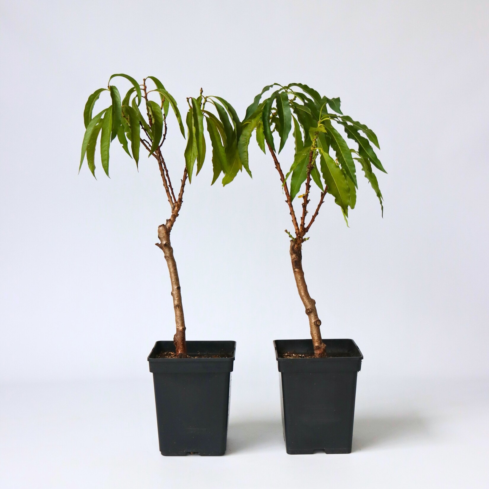 Plant in a Box – Pfirsichbaum – 2 Stk – Prunus ‚Bonanza‘ – Höhe 60-70cm – Topf 15cm | 07428477621321