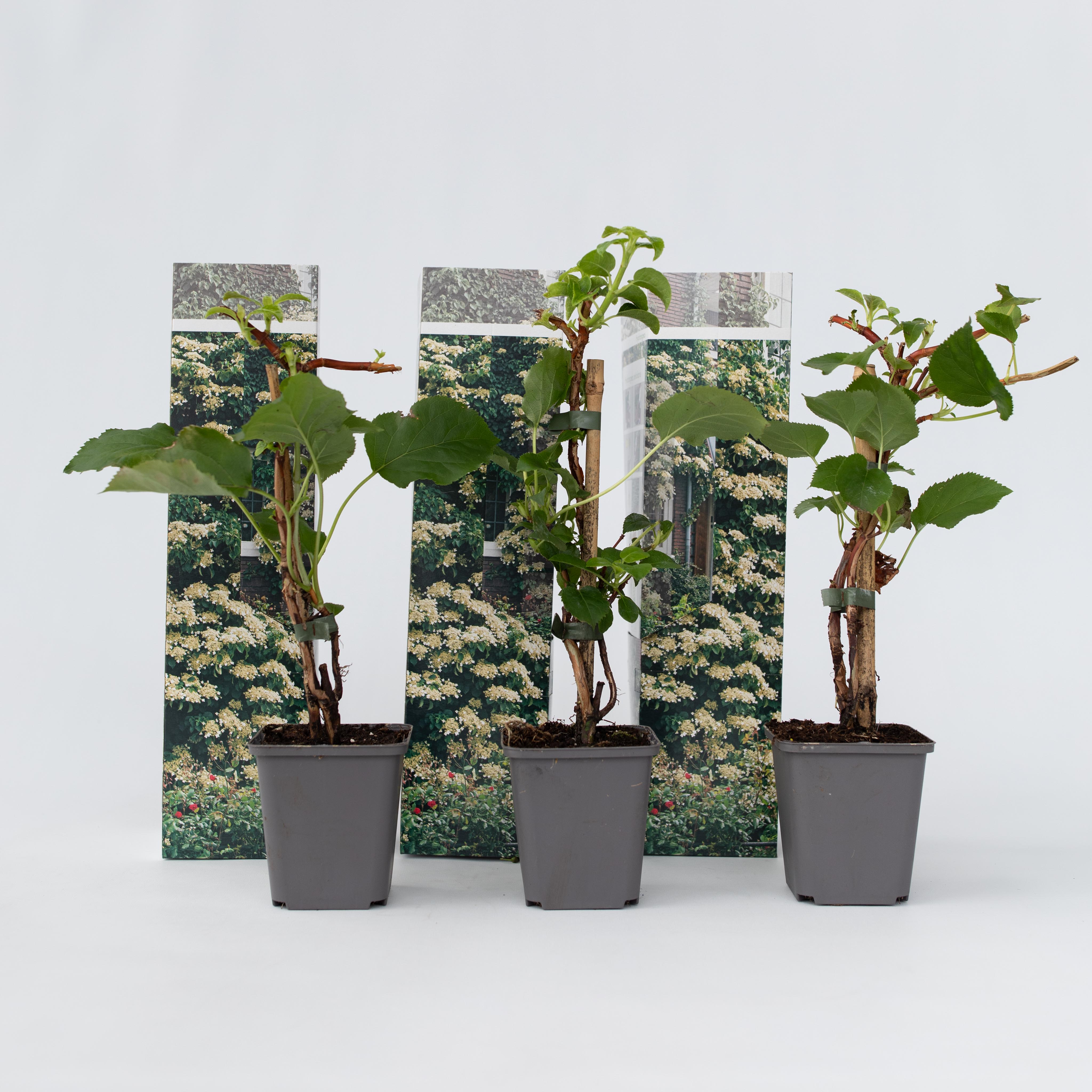 Plant in a Box - Hortensie - 6 Stk - Hydrangea anomale petiolaris - H&ouml;he 25-40cm - Topf 9cm - Bild 1