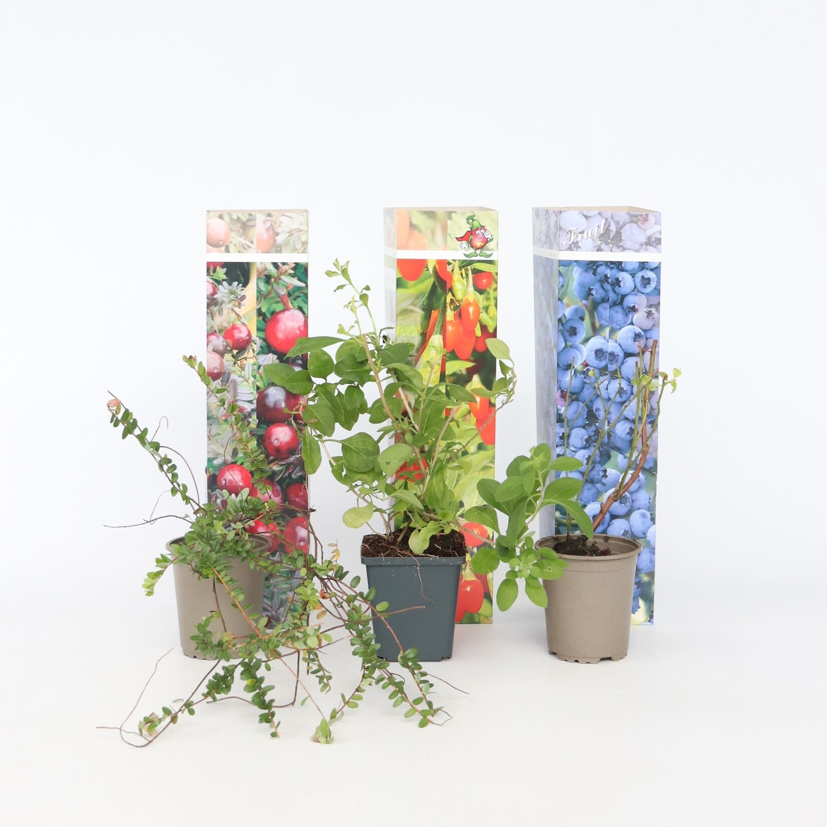 Plant in a Box – Mischung Obstbüsche – 3 Stk – Actinidia, Vaccinium – Höhe 25-40cm – Topf 9cm | 07428477458958
