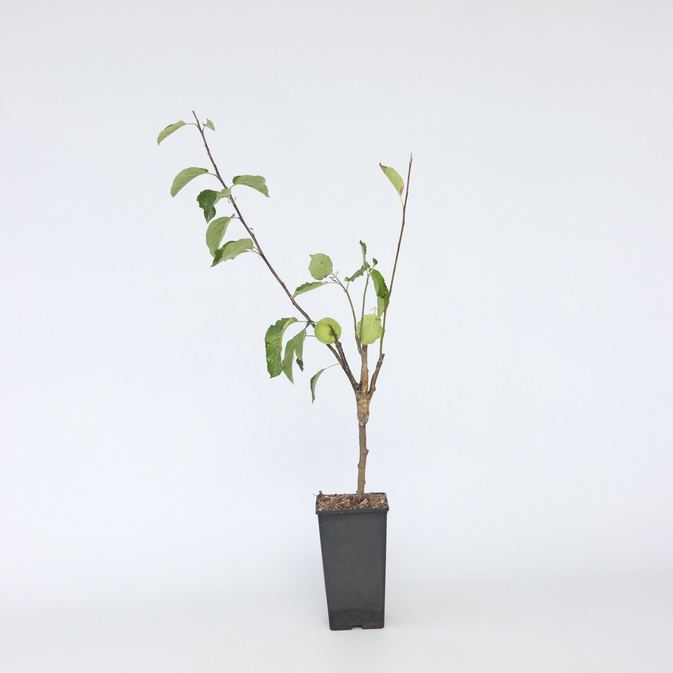 Plant in a Box - Apfelbaum mit 3 Apfelsorten in einem Baum - H&ouml;he 60-70 cm - Topf 17cm - Bild 1