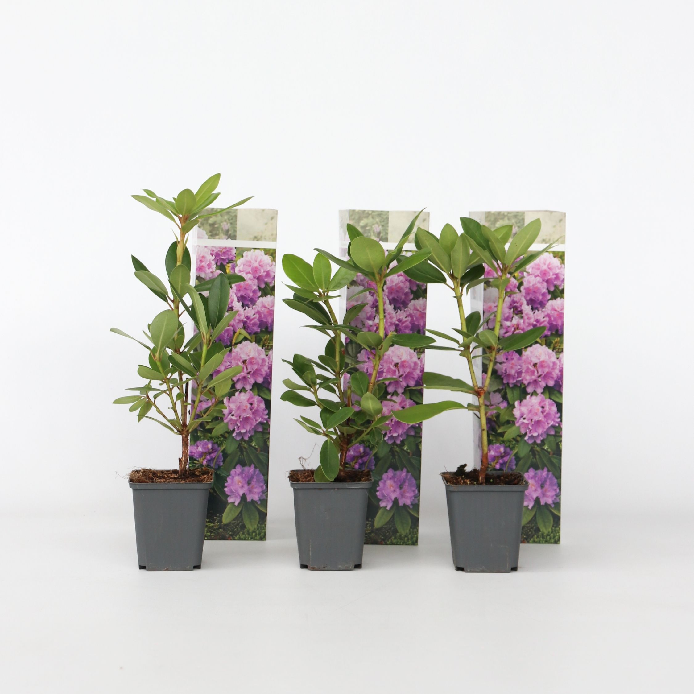 Plant in a Box - Limette - 3 Stk - Citrus aurantifolia - H&ouml;he 25-40cm - Topf 9cm - Bild 1