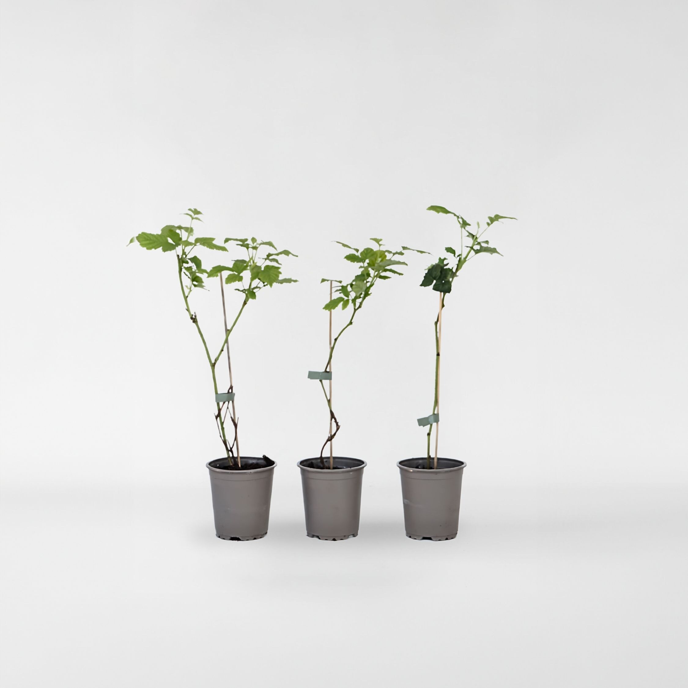 Plant in a Box - Taybeere - 3 Stk - Rubus 'Tayberry' - H&ouml;he 25-40cm - Topf 9cm - Bild 1