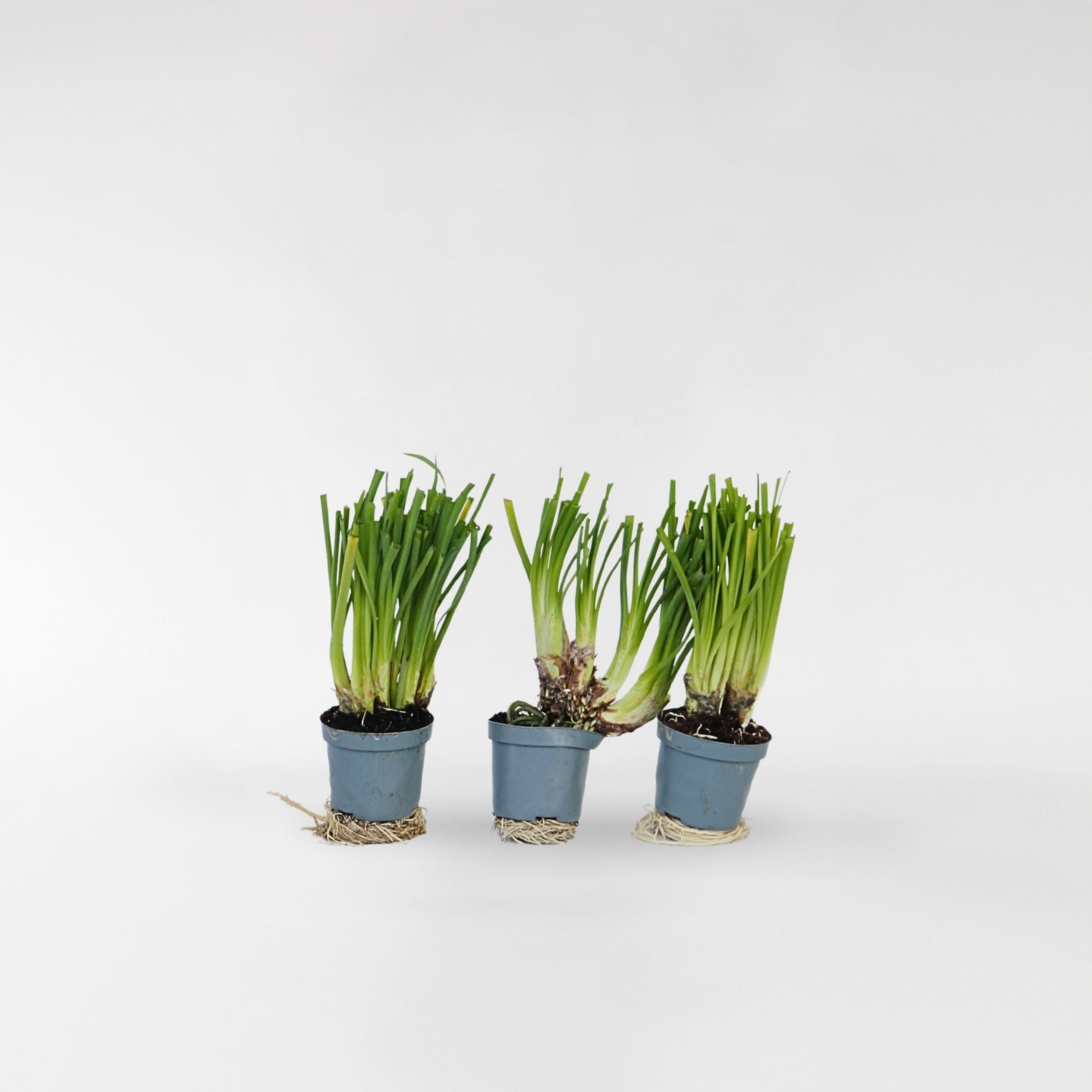 Plant in a Box - Knobikraut - 3 Stk - Tulbaghia violacea - H&ouml;he 15-25cm - Topf 9cm - Bild 1