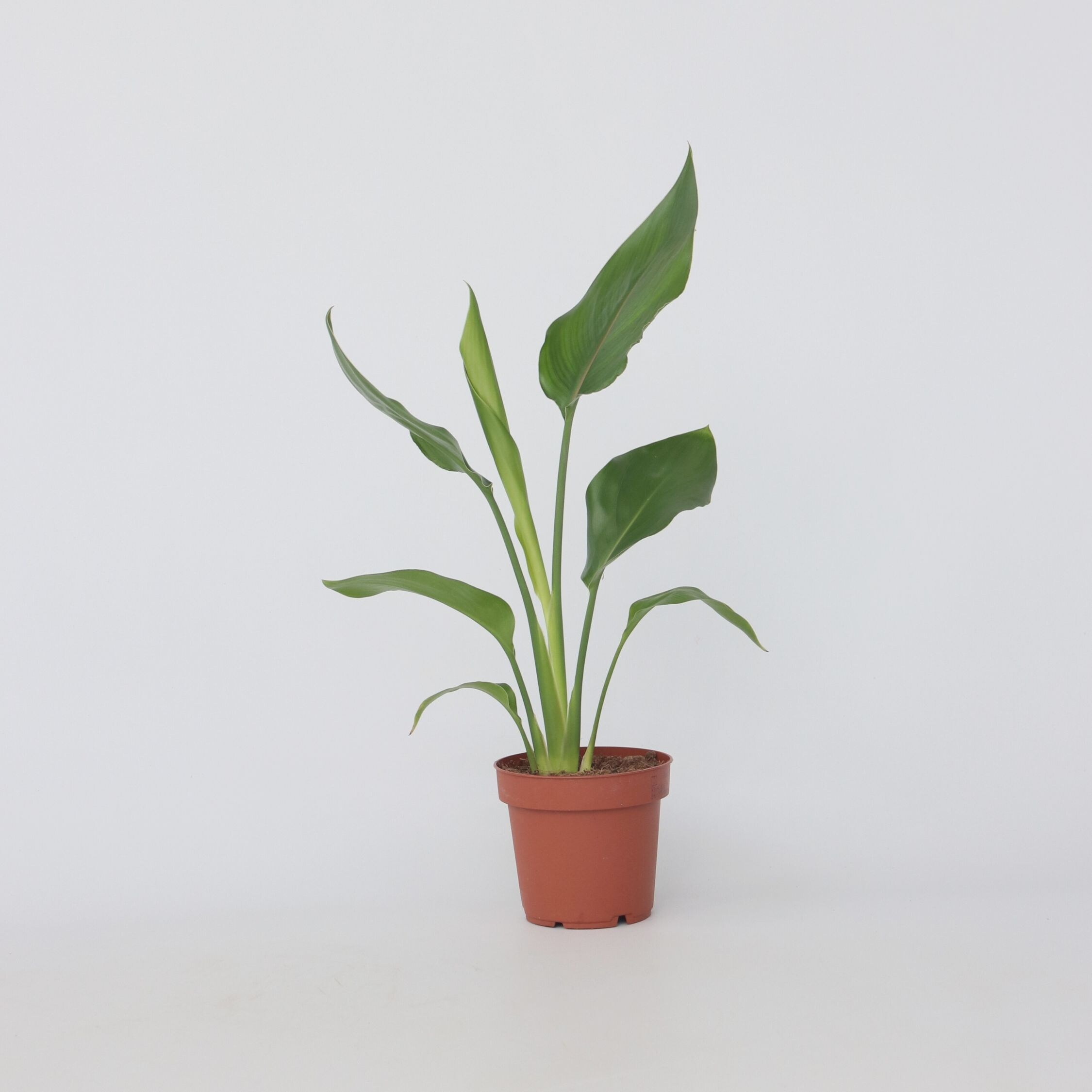 Plant in a Box - Paradiesvogelblume - Strelitzie - Strelitzia reginea - H&ouml;he 25-40cm - Topf 9cm - Bild 1