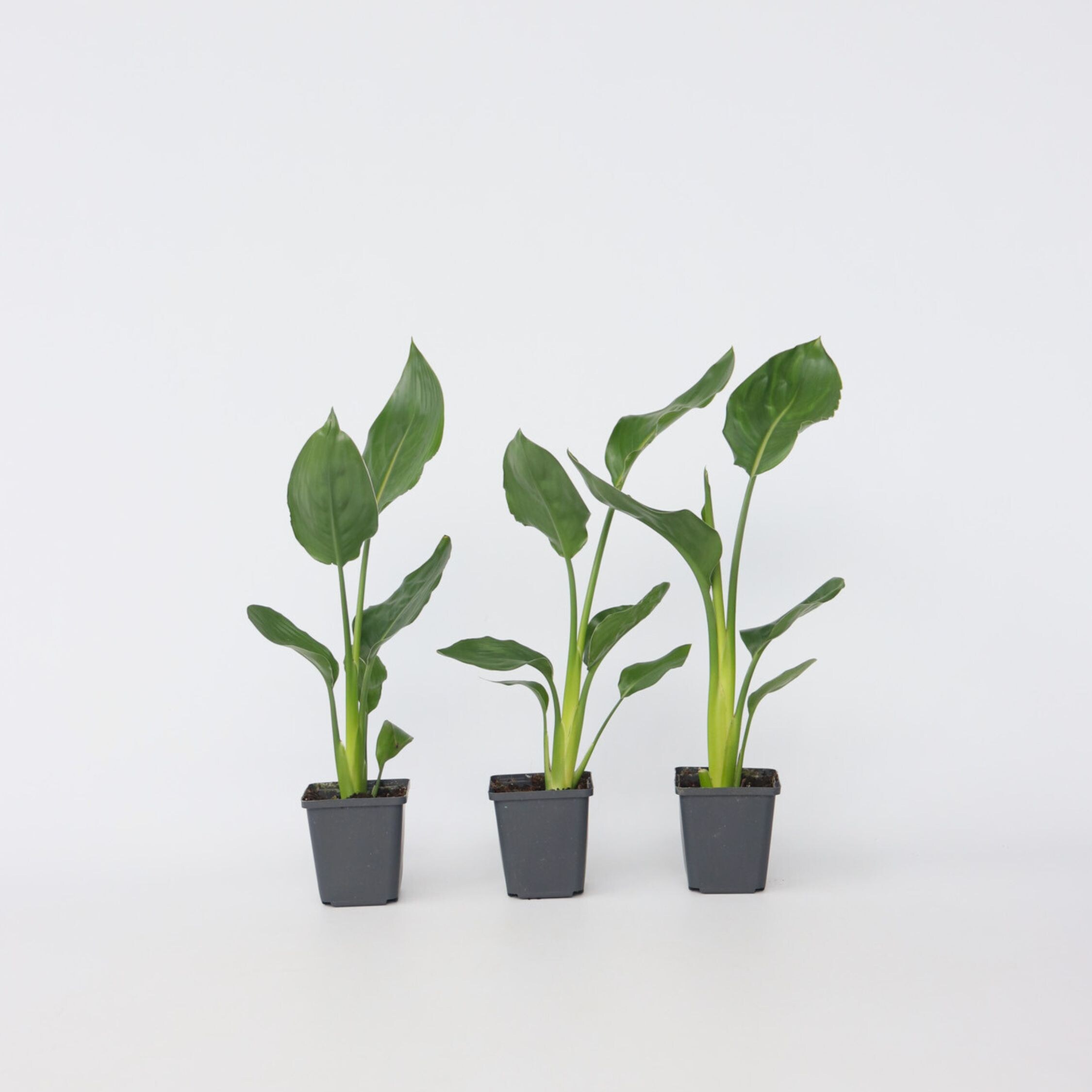 Plant in a Box - Paradiesvogelblume - 3 Stk - Strelitzie reginea - H&ouml;he 25-40cm - Topf 9cm - Bild 1