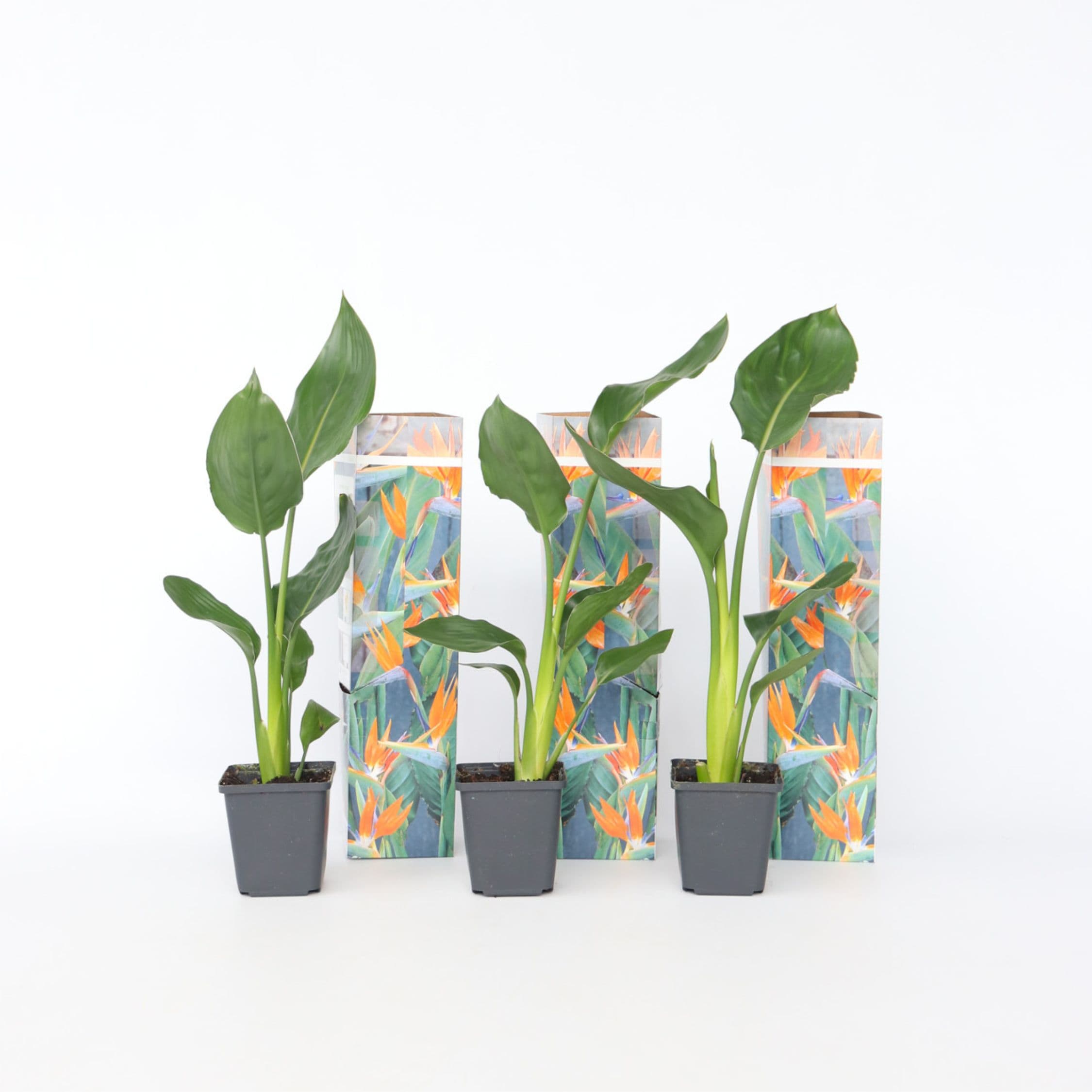 Plant in a Box - Paradiesvogelblume - 6 Stk - Strelitzie reginea - H&ouml;he 25-40cm - Topf 9cm - Bild 1