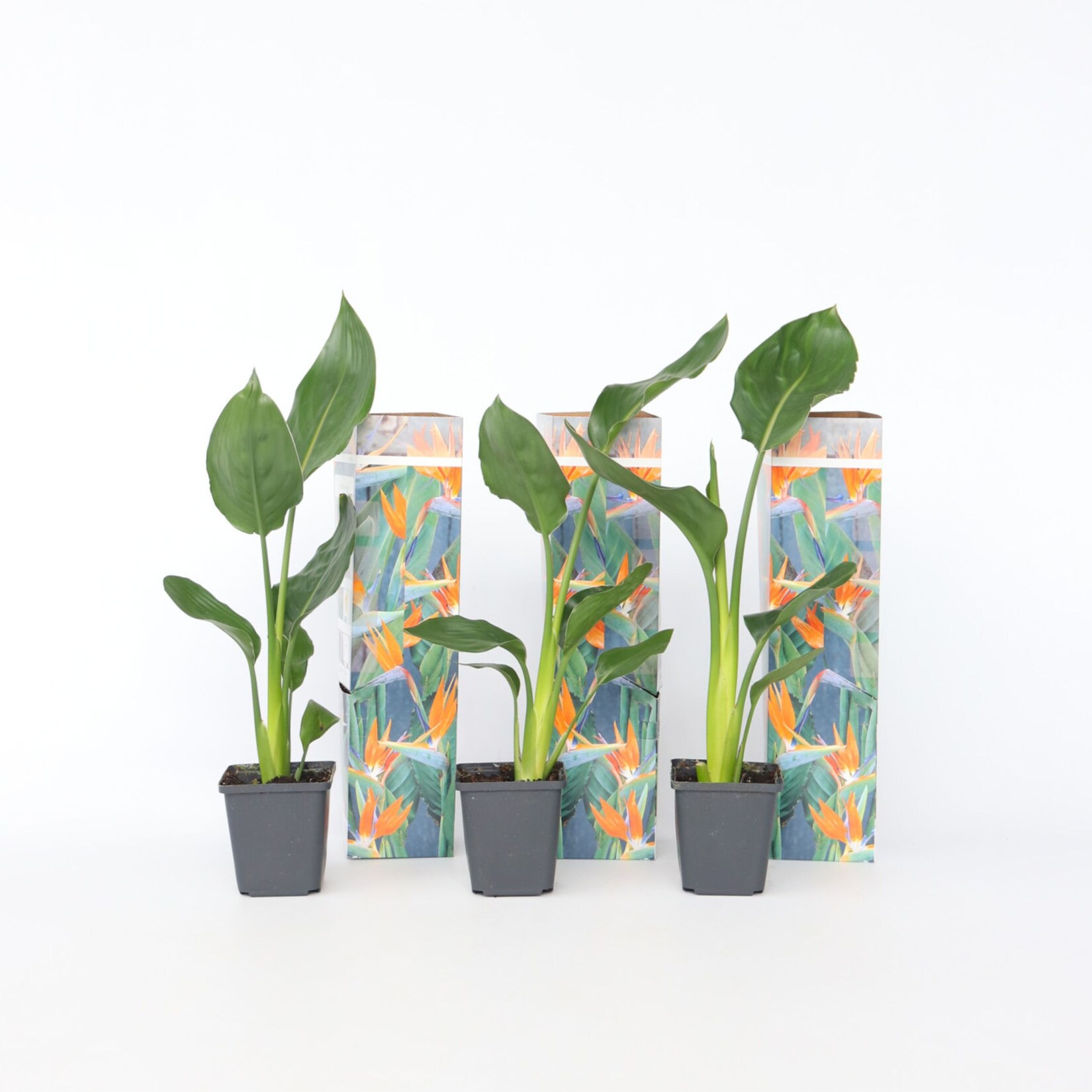 Plant in a Box – Paradiesvogelblume – 6 Stk – Strelitzie reginea – Höhe 25-40cm – Topf 9cm | 07428471245660