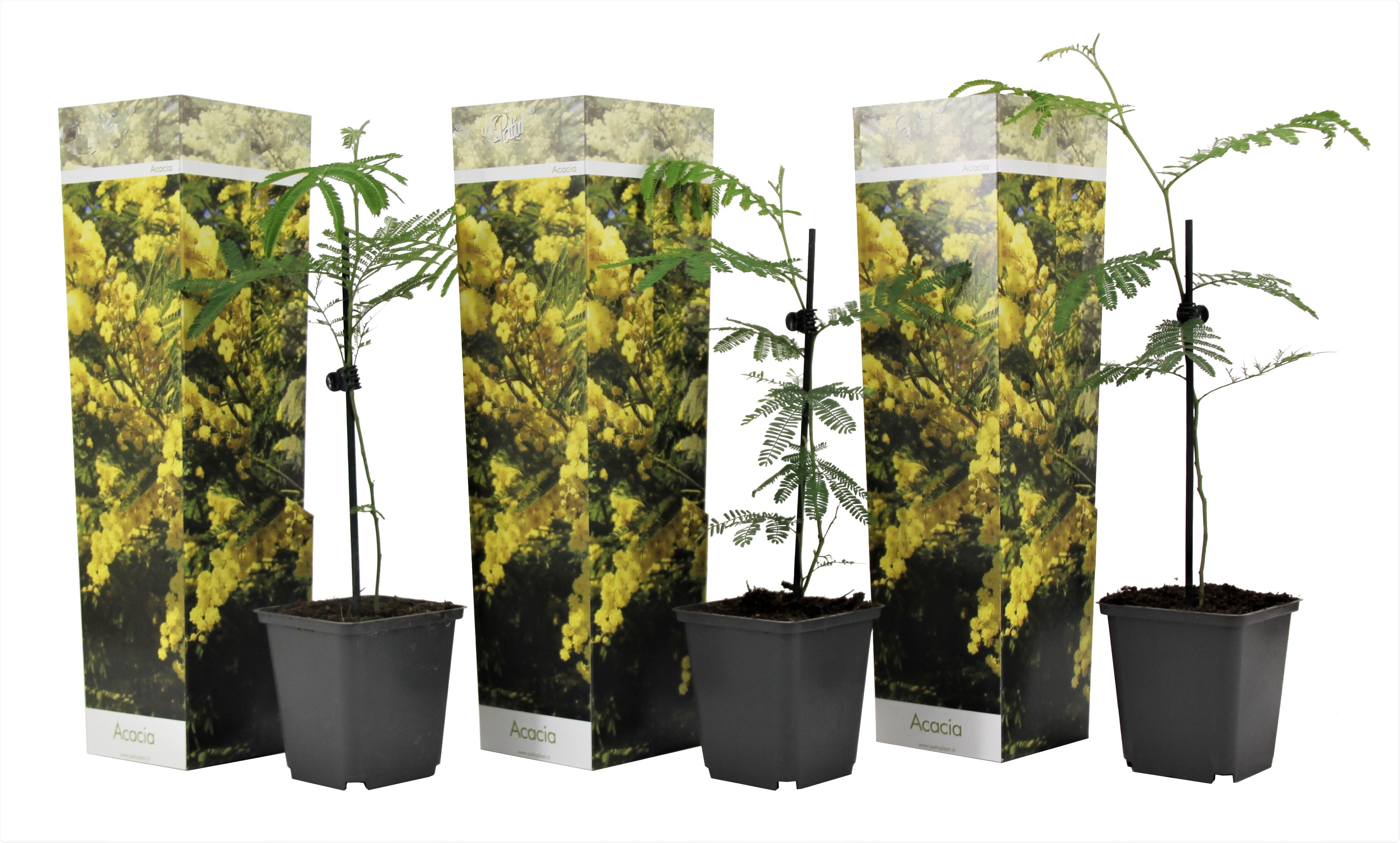 Plant in a Box - Mimosenstrauch - 3 Stk - Mimosa dealbata - H&ouml;he 25-40cm - Topf 9cm - Bild 1