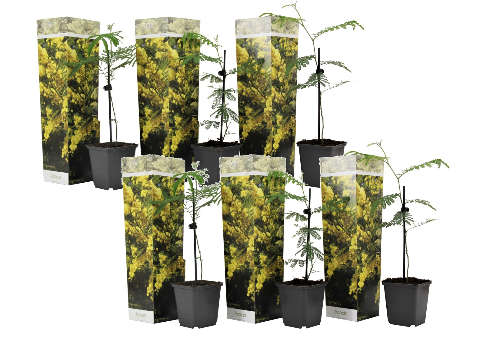 Plant in a Box – Mimosenstrauch – 6 Stk – Mimosa dealbata – Höhe 25-40cm – Topf 9cm | 07428470902694