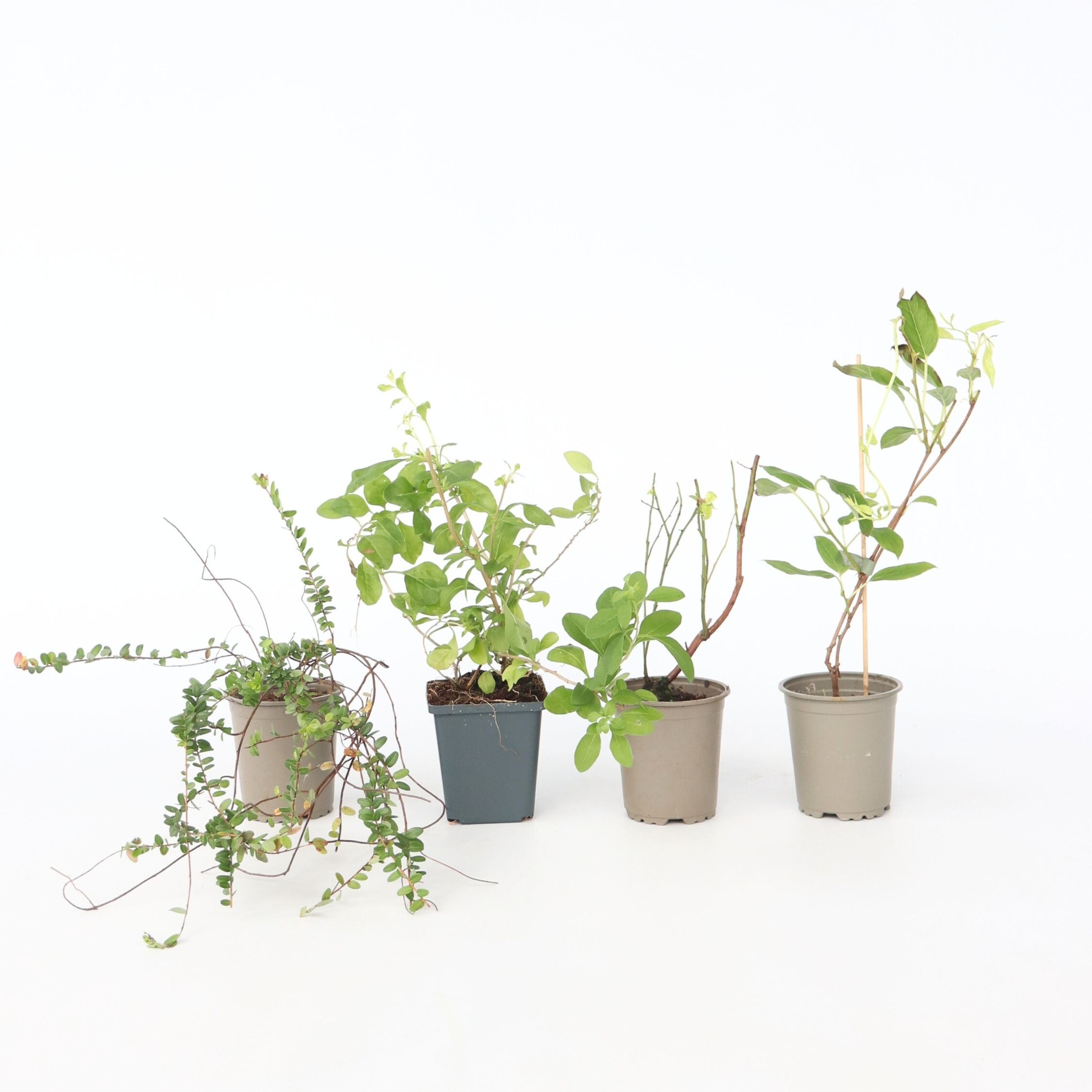 Plant in a Box - Mischung Obstpflanzen - 4 Stk - Actinidia Vaccinium Lycium - H&ouml;he 25-40cm - Topf 9cm - Bild 1