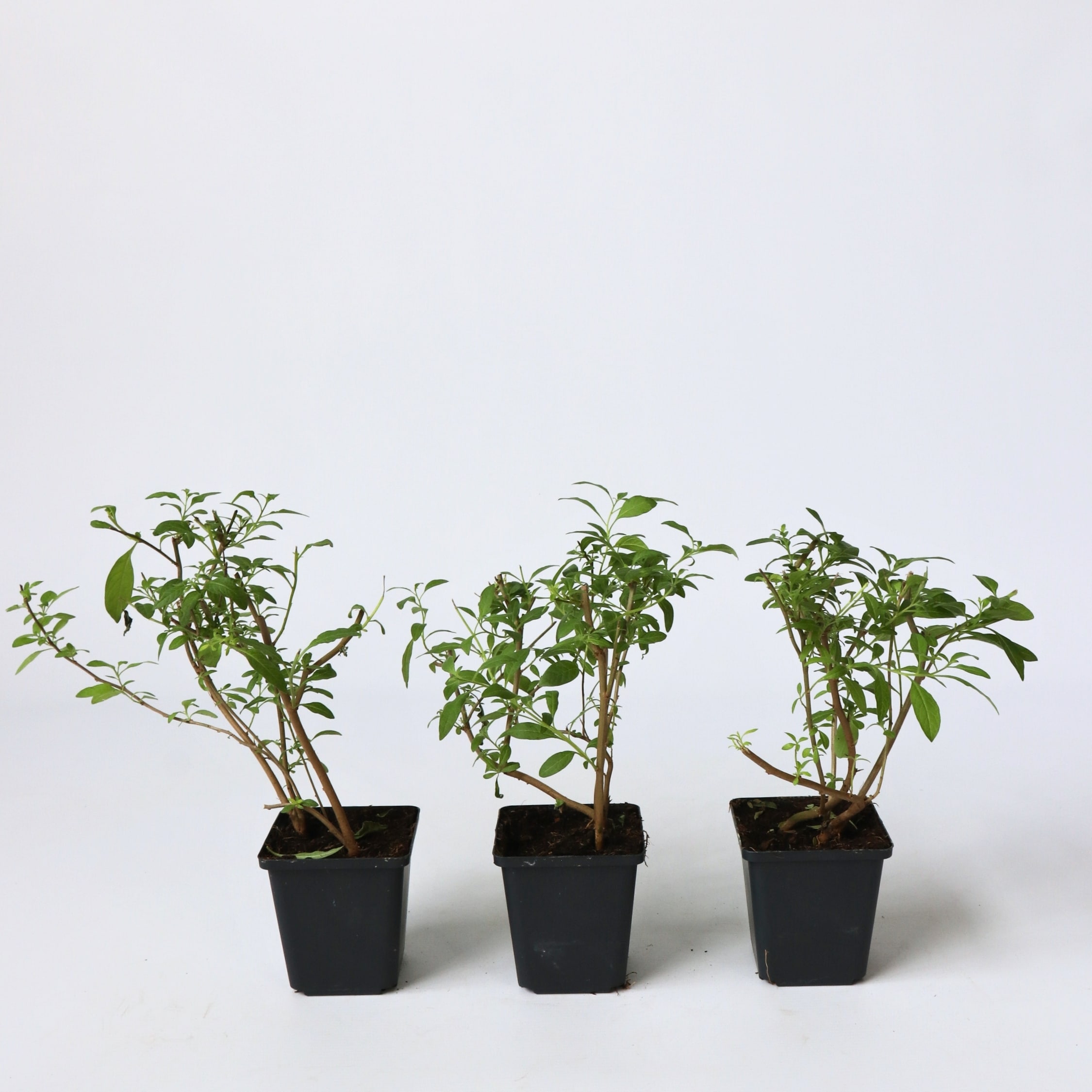 Plant in a Box - Blaues Nachtschatt - 3 Stk - Lycianthes rantonnetii - H&ouml;he 25-40cm - Topf 9cm - Bild 1