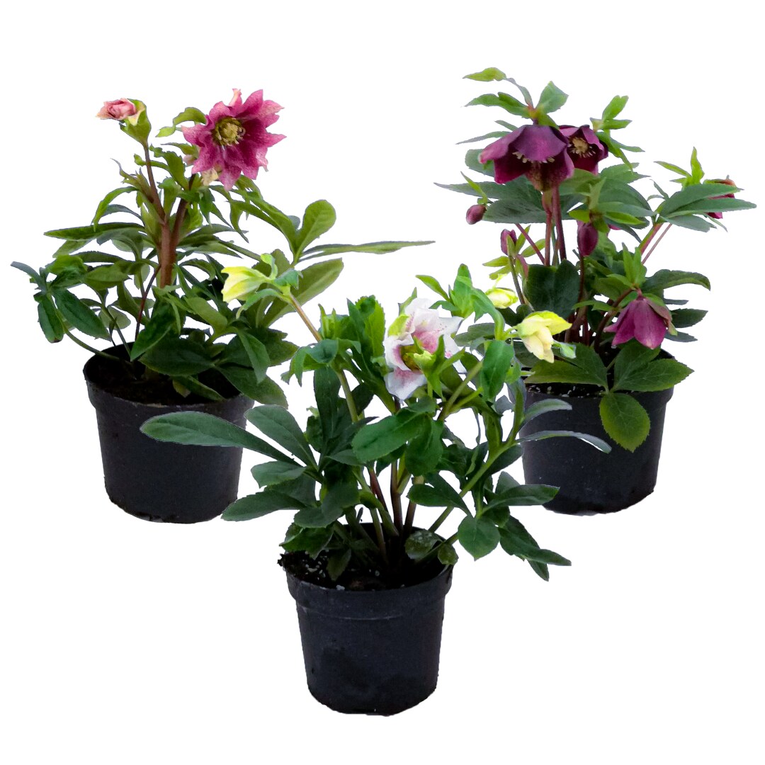 Plant in a Box - Weihnachtsrosen - 3 Stk - Helleborus orientalis - H&ouml;he 20-30cm - Topf 12cm - Bild 1