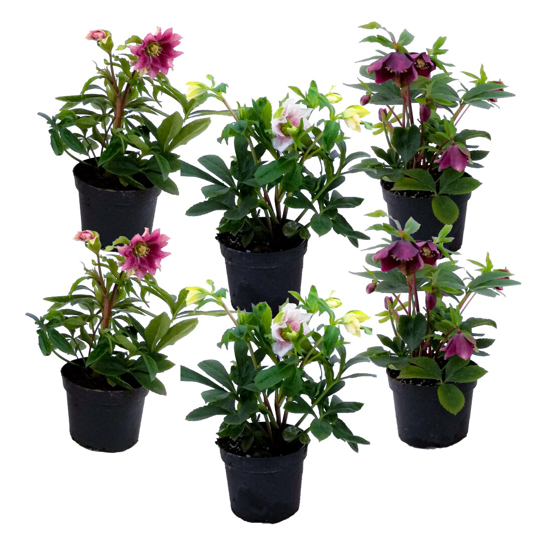 Plant in a Box – Weihnachtsrosen – 6 Stk – Helleborus orientalis – Höhe 20-30cm – Topf 12cm | 07428479640993