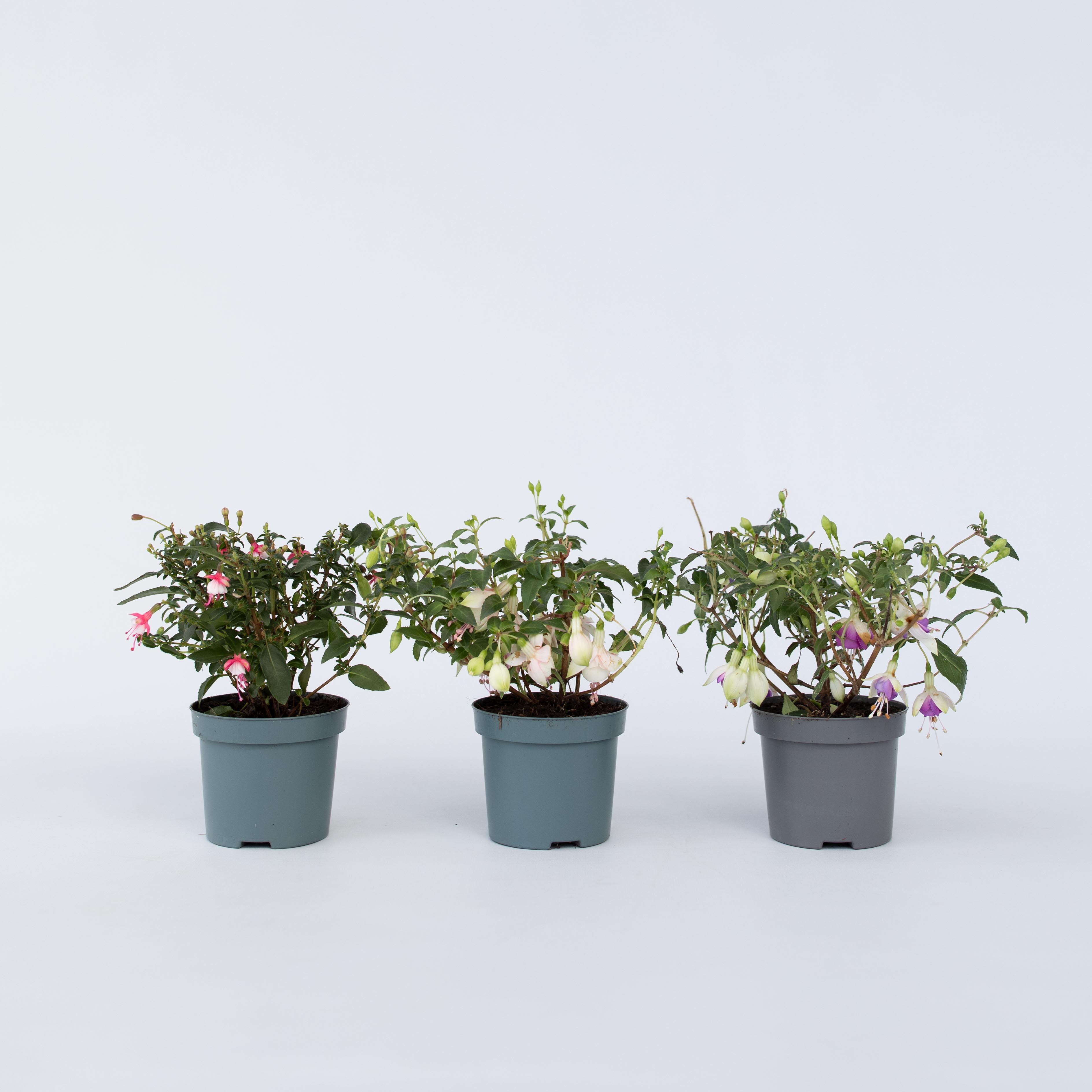 Plant in a Box - Fuchsie - 3 Stk - Fuchsia magellanica - H&ouml;he 10-20cm - Topf 9cm - Bild 1