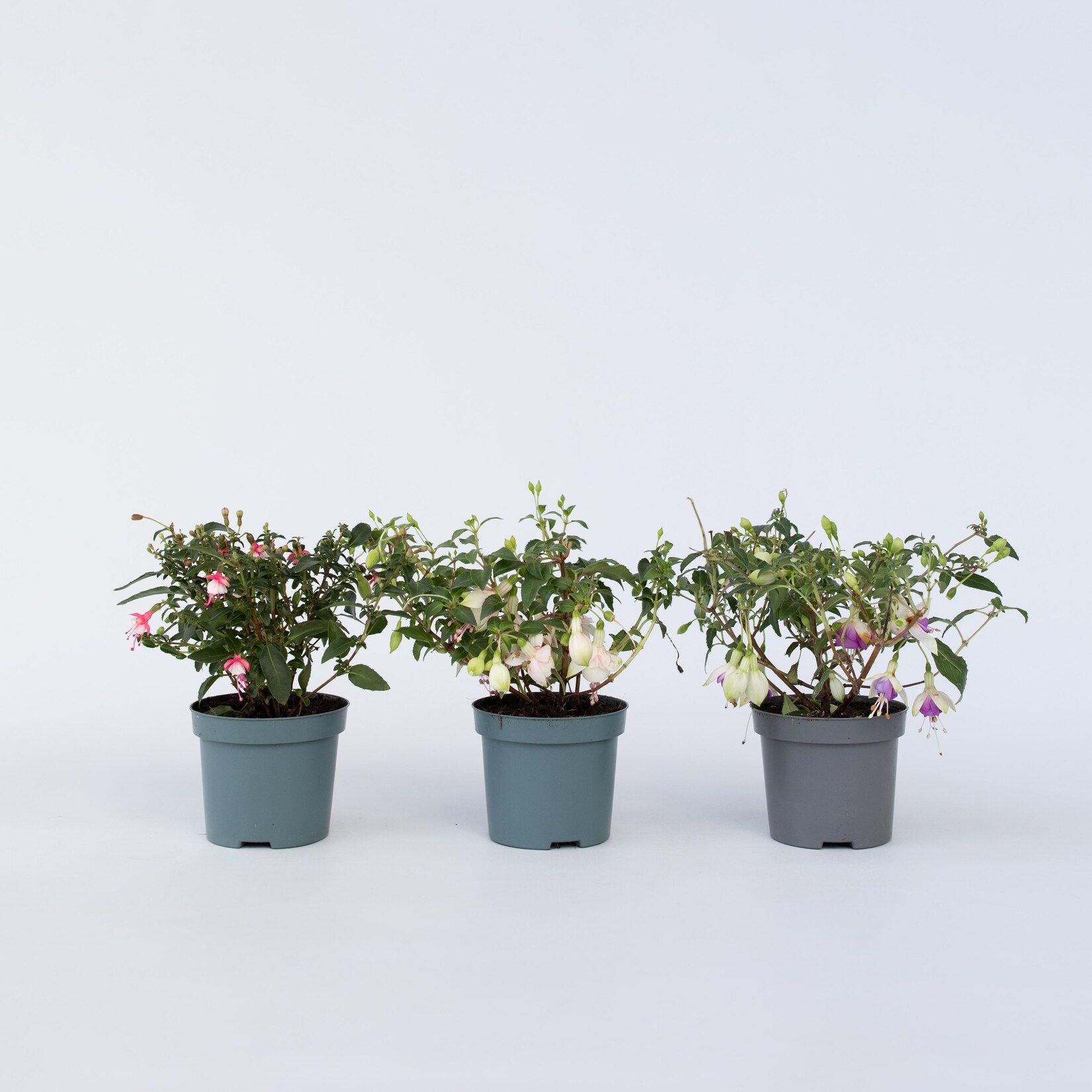 Plant in a Box – Fuchsie – 6 Stk – Fuchsia magellanica – Höhe 10-20cm – Topf 9cm | 07428476998837