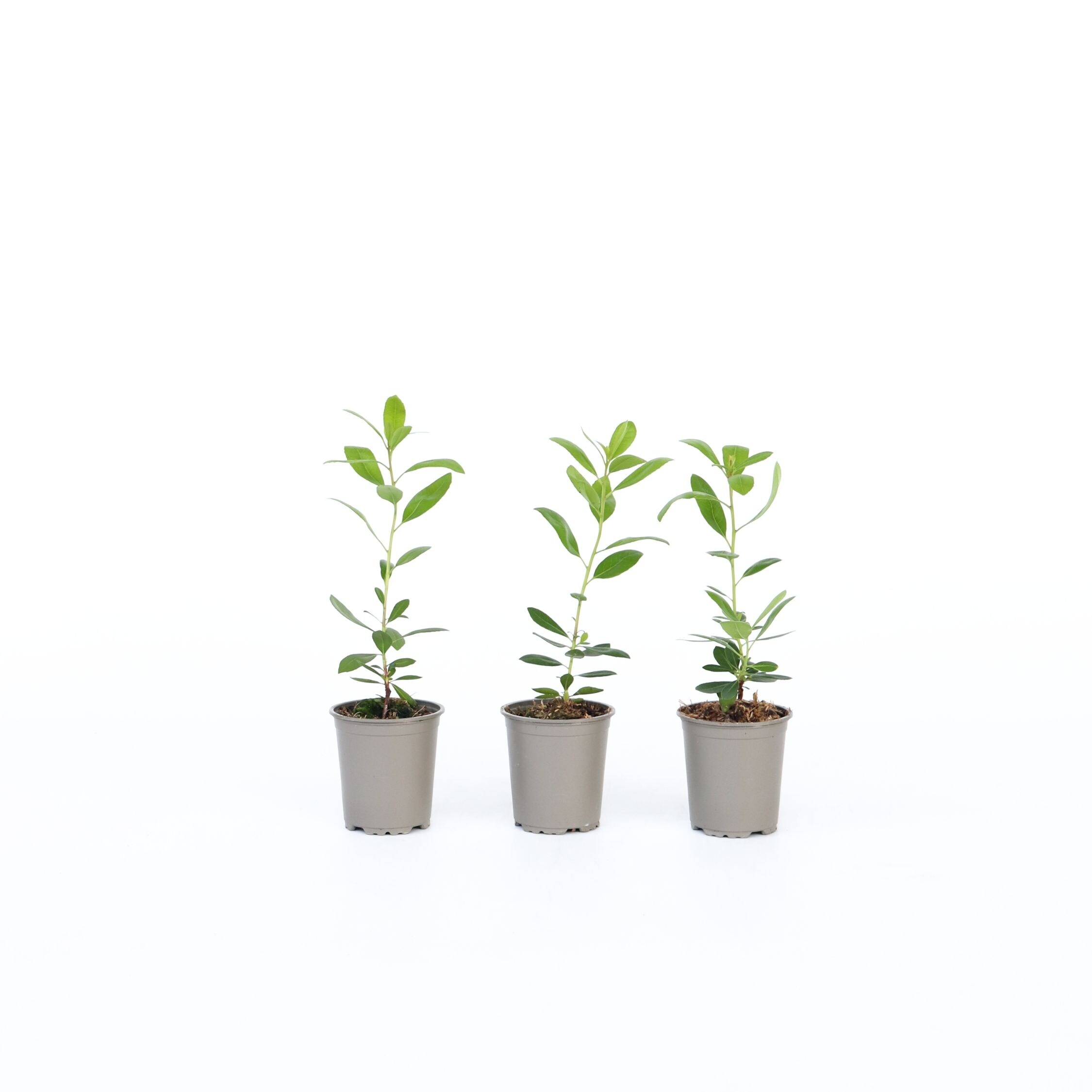 Plant in a Box - Erdbeerpflanzen - 3 Stk - Arbutus 'Unedo' - H&ouml;he 25-40cm - Topf 9cm - Bild 1