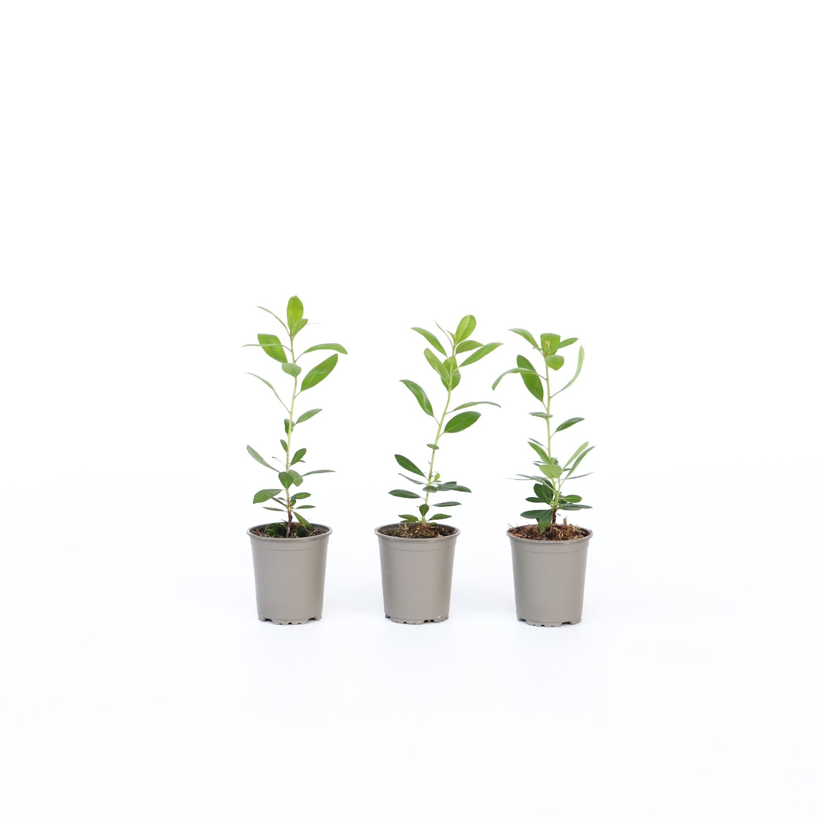 Plant in a Box - Erdbeerpflanzen - 3 Stk - Arbutus 'Unedo' - Höhe 25-40cm - Topf 9cm