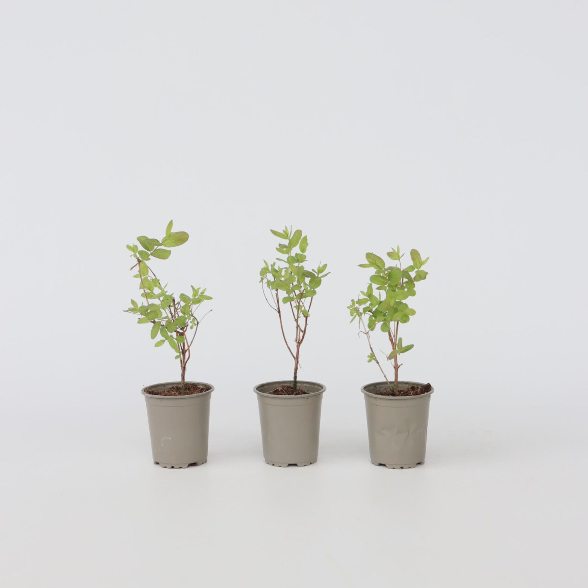 Plant in a Box - Gei&szlig;blatt - 6 Stk - Lonicera kamtchatica - H&ouml;he 25-40cm - Topf 9cm - Bild 1