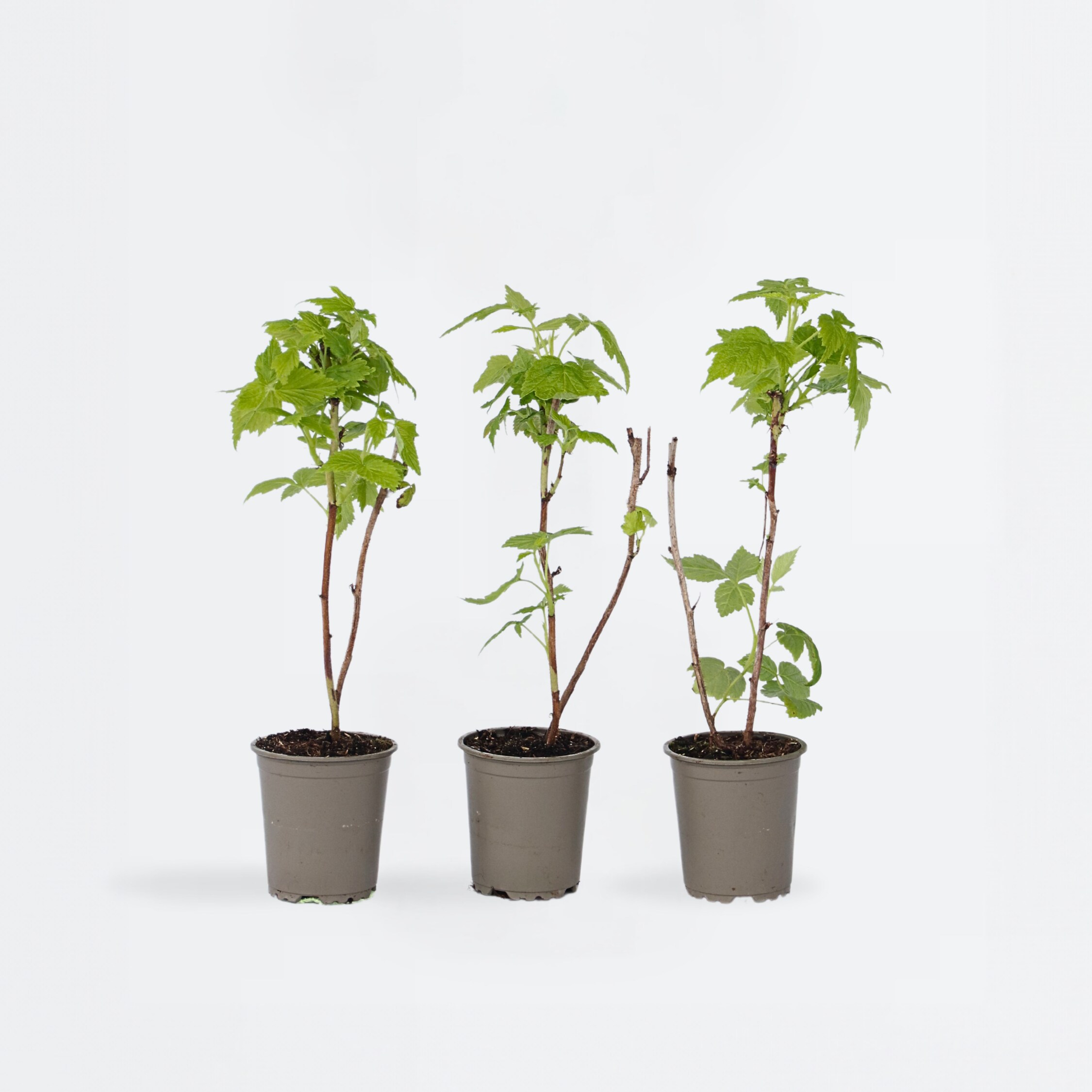 Plant in a Box - Himbeerpflanzen - 6 Stk - Rubus idaeus 'Fallgold' - H&ouml;he 25-40cm - Topf 9cm - Bild 1
