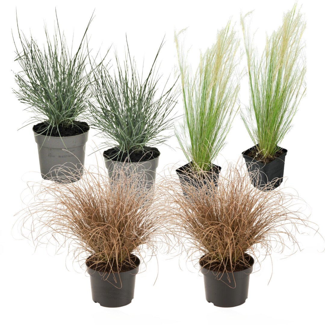Plant in a Box – Ziergras-Set – 6 Stk – Stipa, Festuca, Carex – Höhe 15-25cm – Topf 11cm | 07428472878058