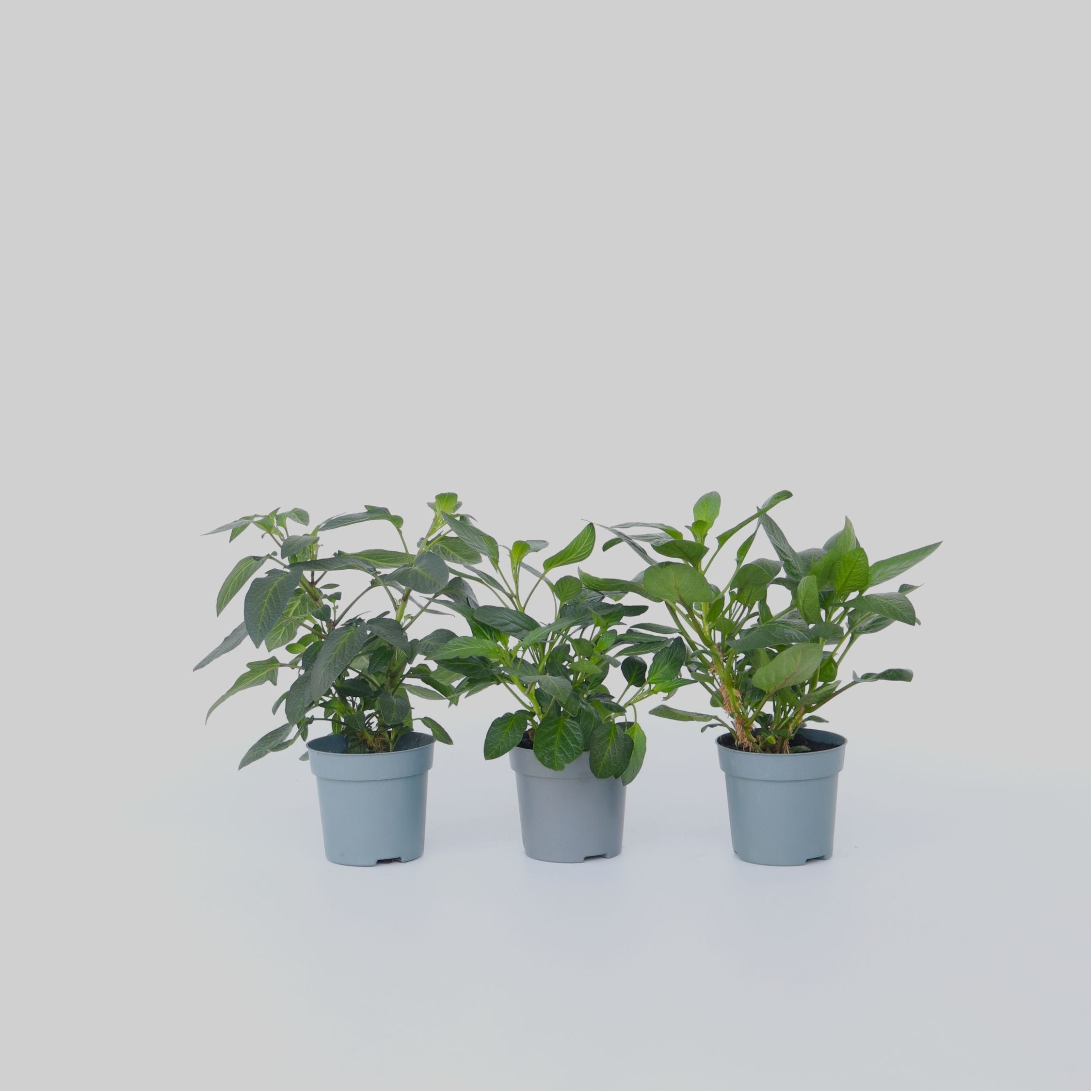 Plant in a Box - Melonenbirne - 3 Stk - Solanum Muricatum 'Pepino gold' - H&ouml;he 25-40cm - Topf 9cm - Bild 1