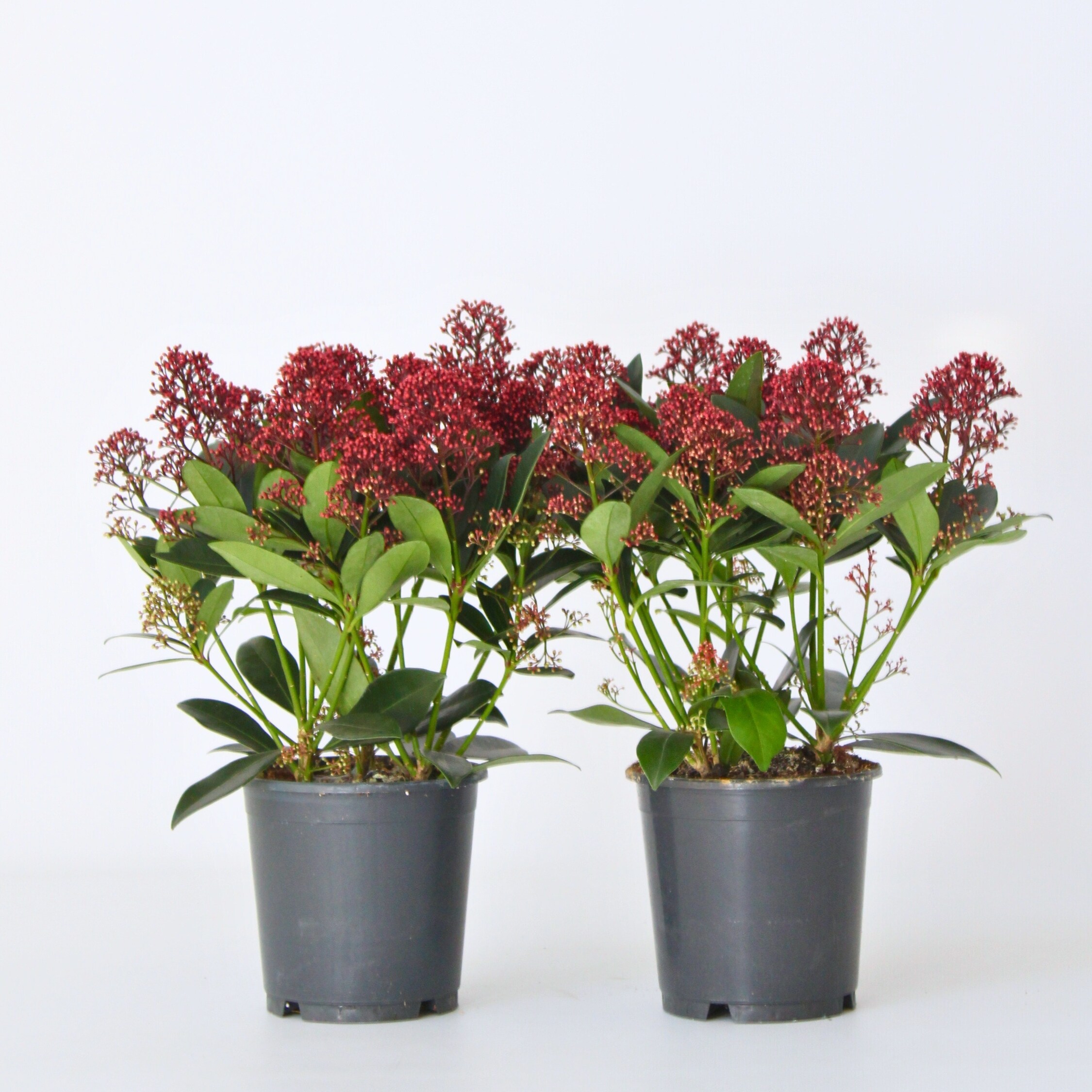 Plant in a Box - Skimmie - 2 Stk - Skimmia japonica 'Rubella' - H&ouml;he 35-45cm - Topf 15cm - Bild 1