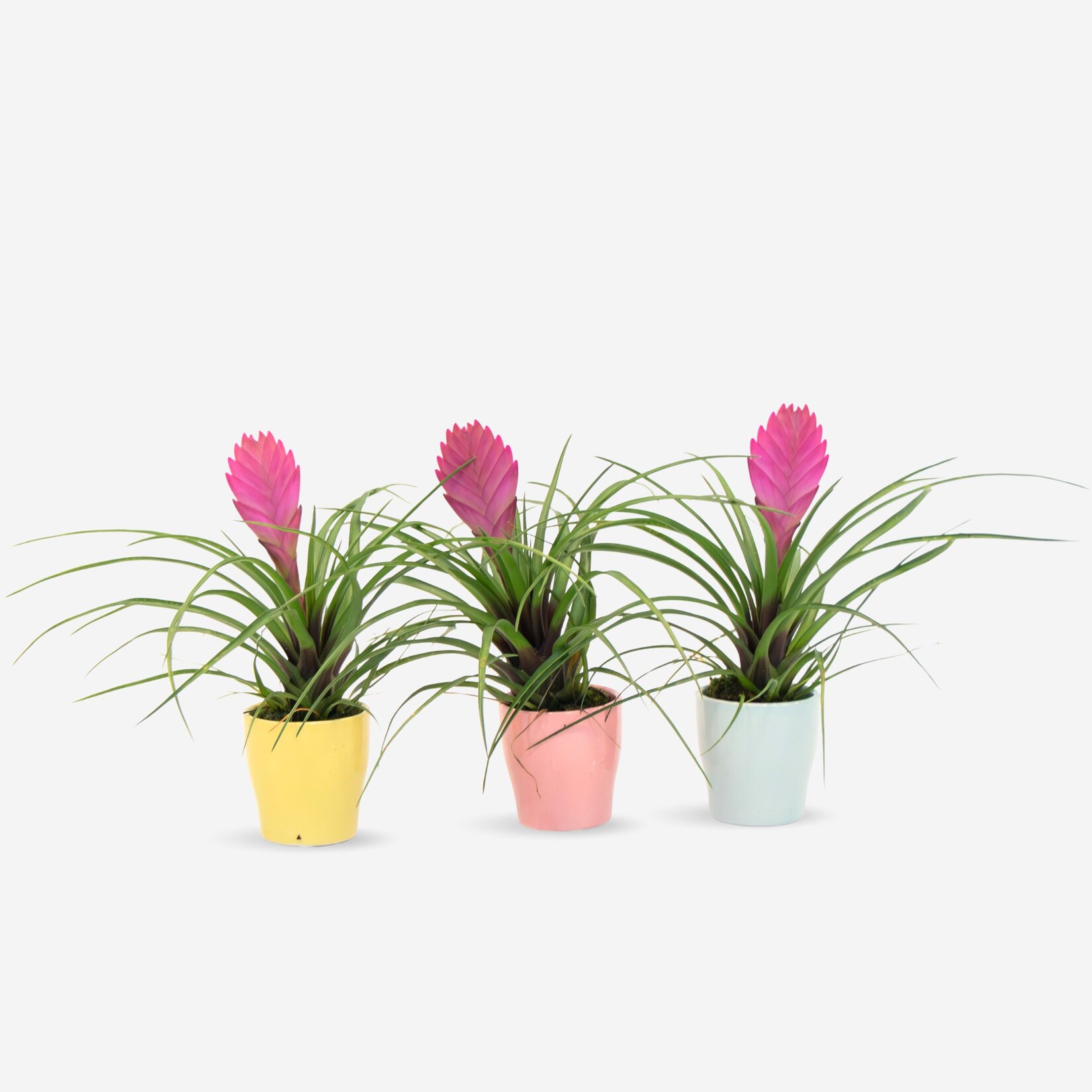 Plant in a Box – Tillandsia cyanea ‘Pastel’ – Set mit 3 Stück im Topf – Höhe 20–30cm – ø7cm | 08721278903153