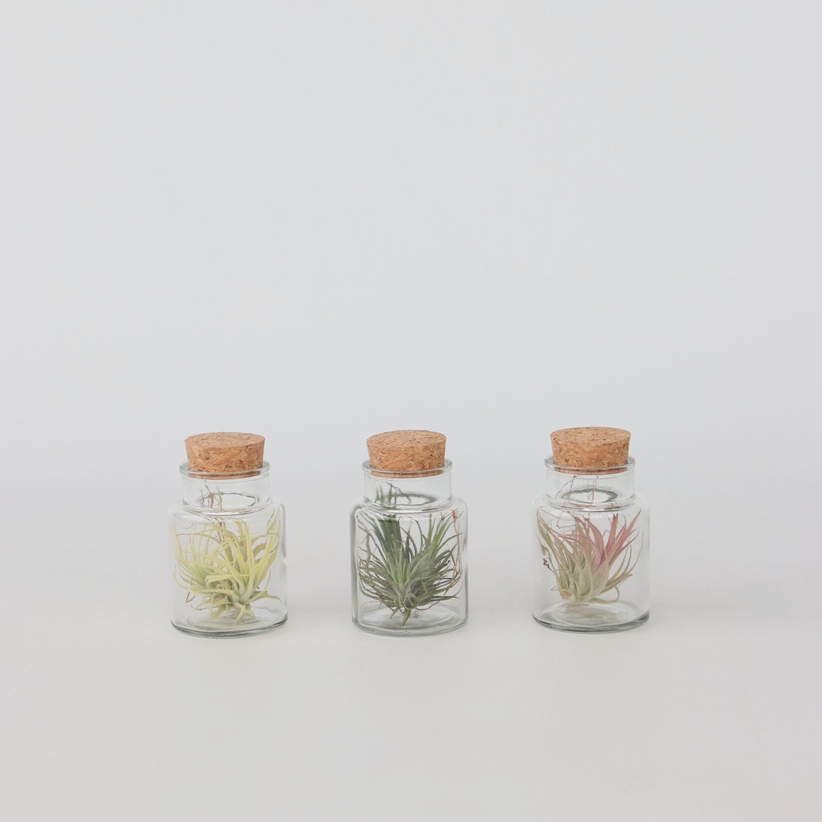 Plant in a Box – Tillandsien in Glasflaschen – 3 Stk – Tillandsia – Höhe 5-15cm – Topf 5cm | 07442924129109