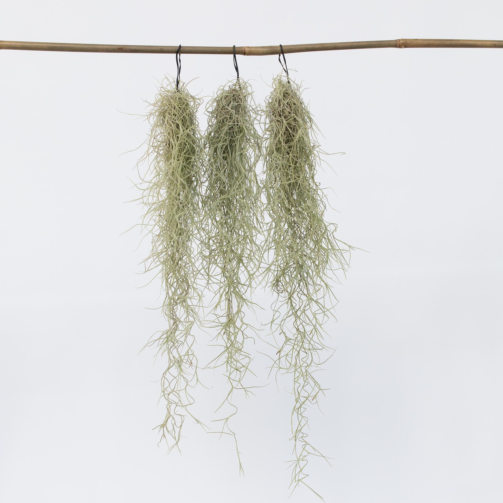 Plant in a Box – Spanisches Moos – 3 Stk – Tillandsia usneoides – Höhe 25-40cm – Topf 5cm | 07440848230284