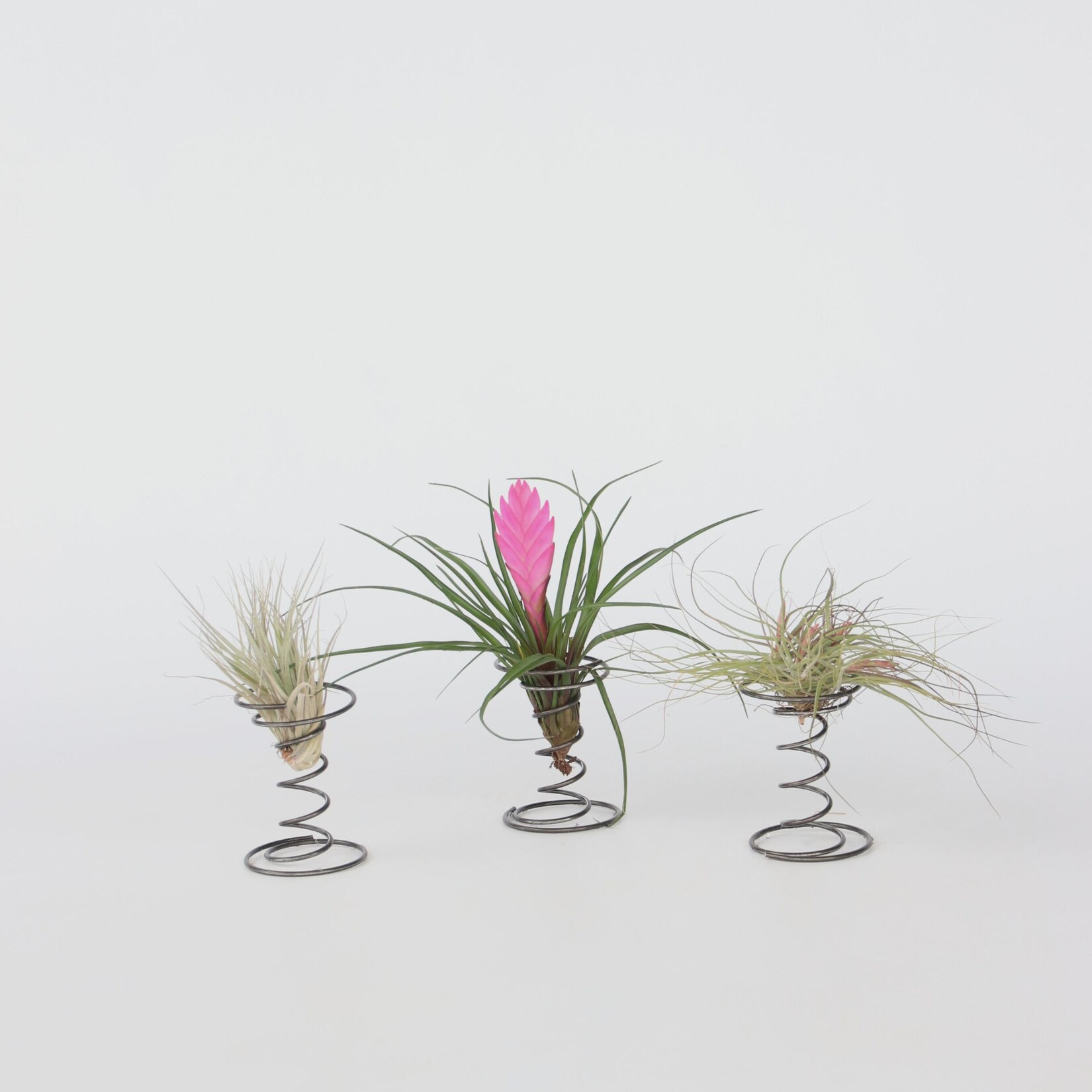 Plant in a Box – Tillandsien – 3 Stk – Tillandsia – Höhe 5-15cm – Topf 5cm | 07442924129147