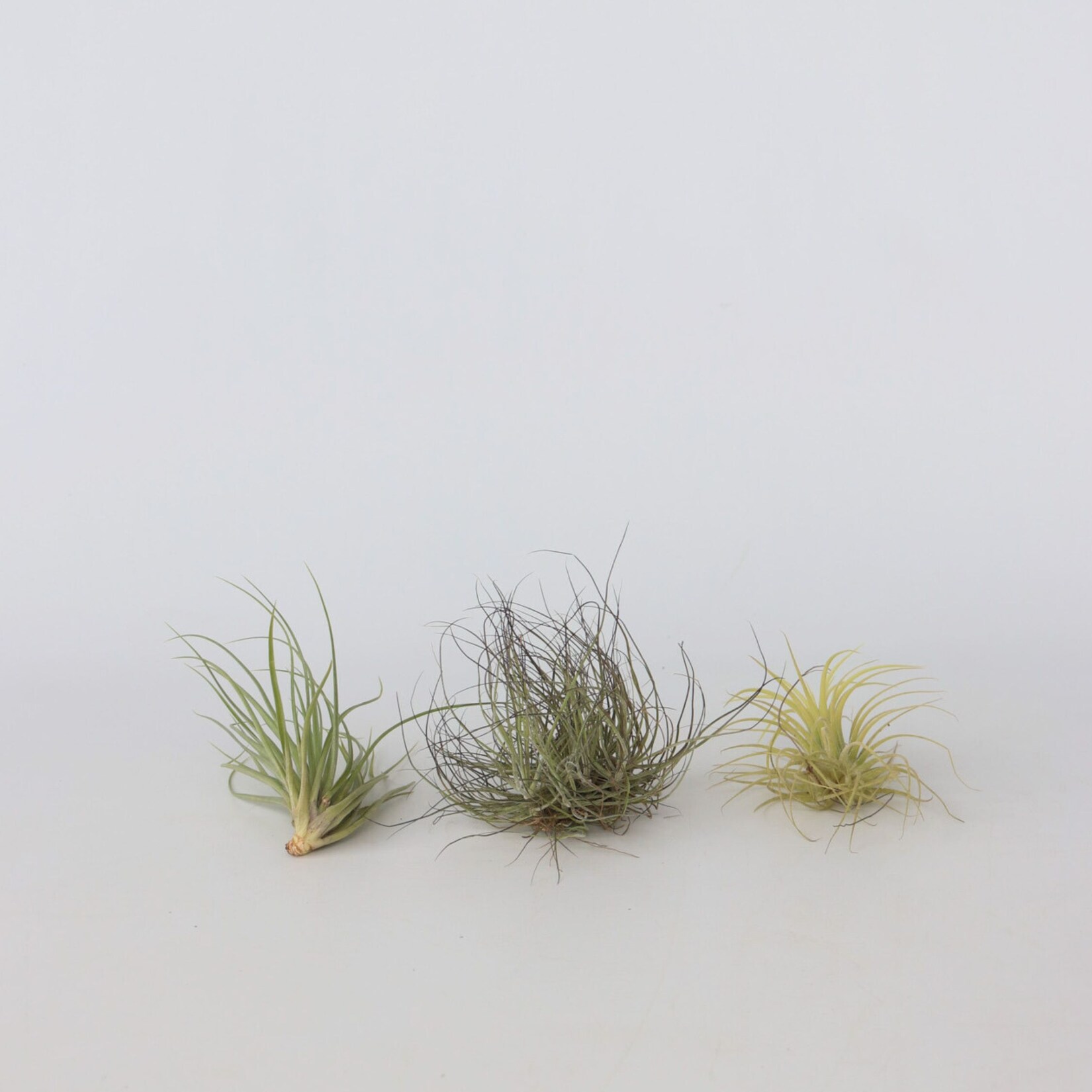 Plant in a Box – Mischung Tillandsien – 3 Stk – Tillandsia – Höhe 5-15cm – Topf 5cm | 07428478164414